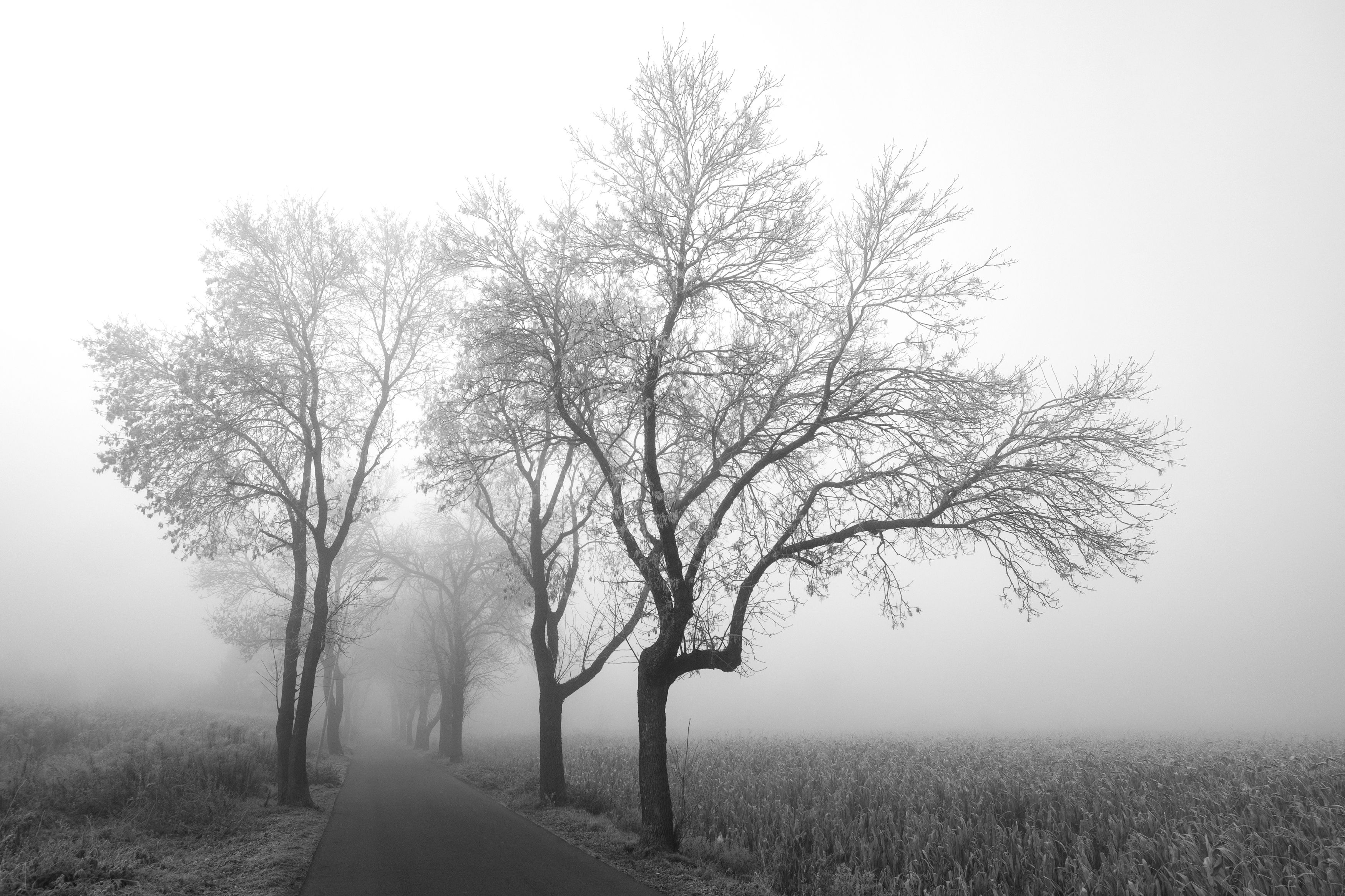 Trees, Road, Rural, Tree, Landscape, Fog, Nature, Tranquil, Black&White, Dark, Monochrome, Canon, EOSM5, Poland, Damian Cyfka