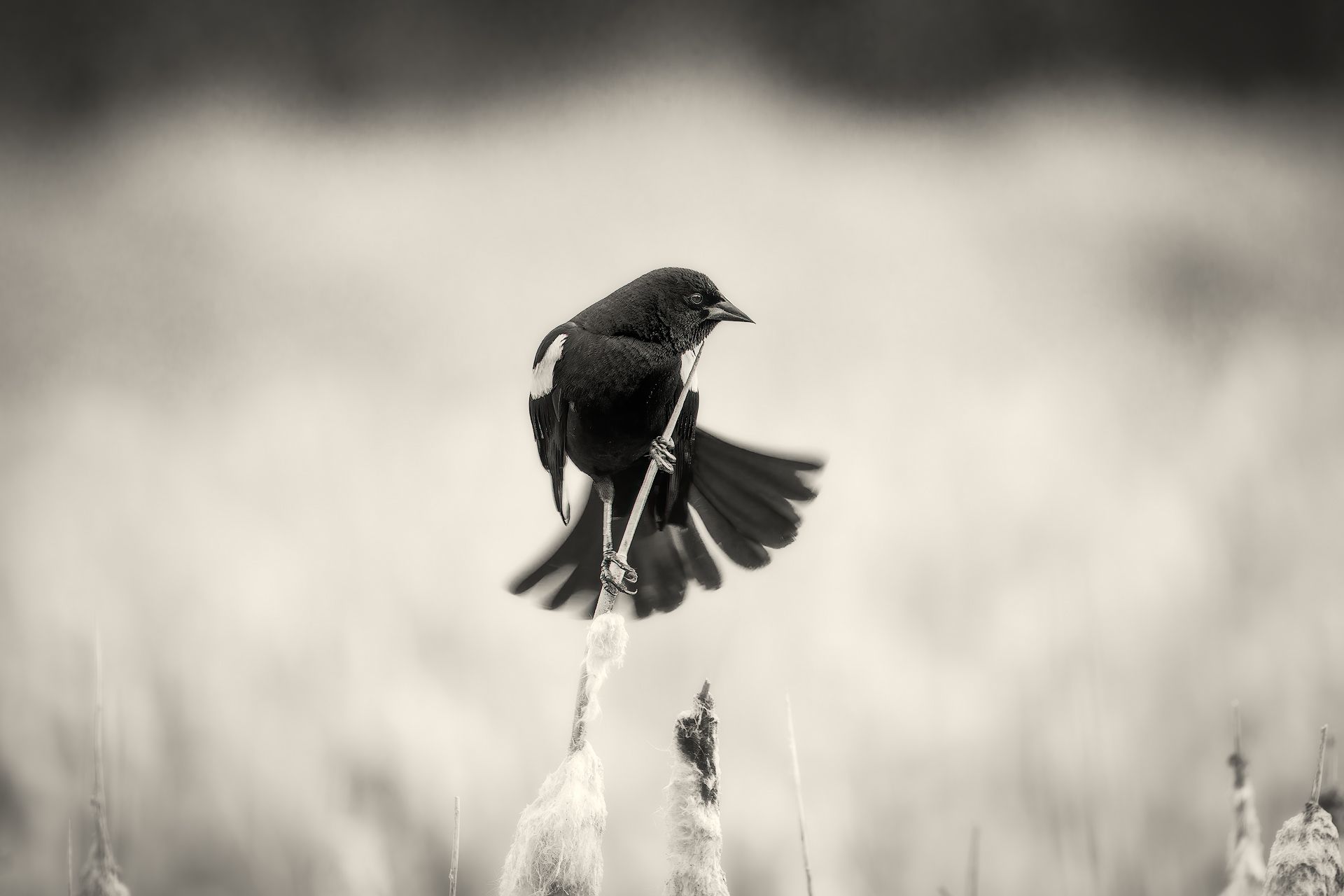 bird, wildlife, animal, monochrome, nature, dance, solo, Zhao Huapu