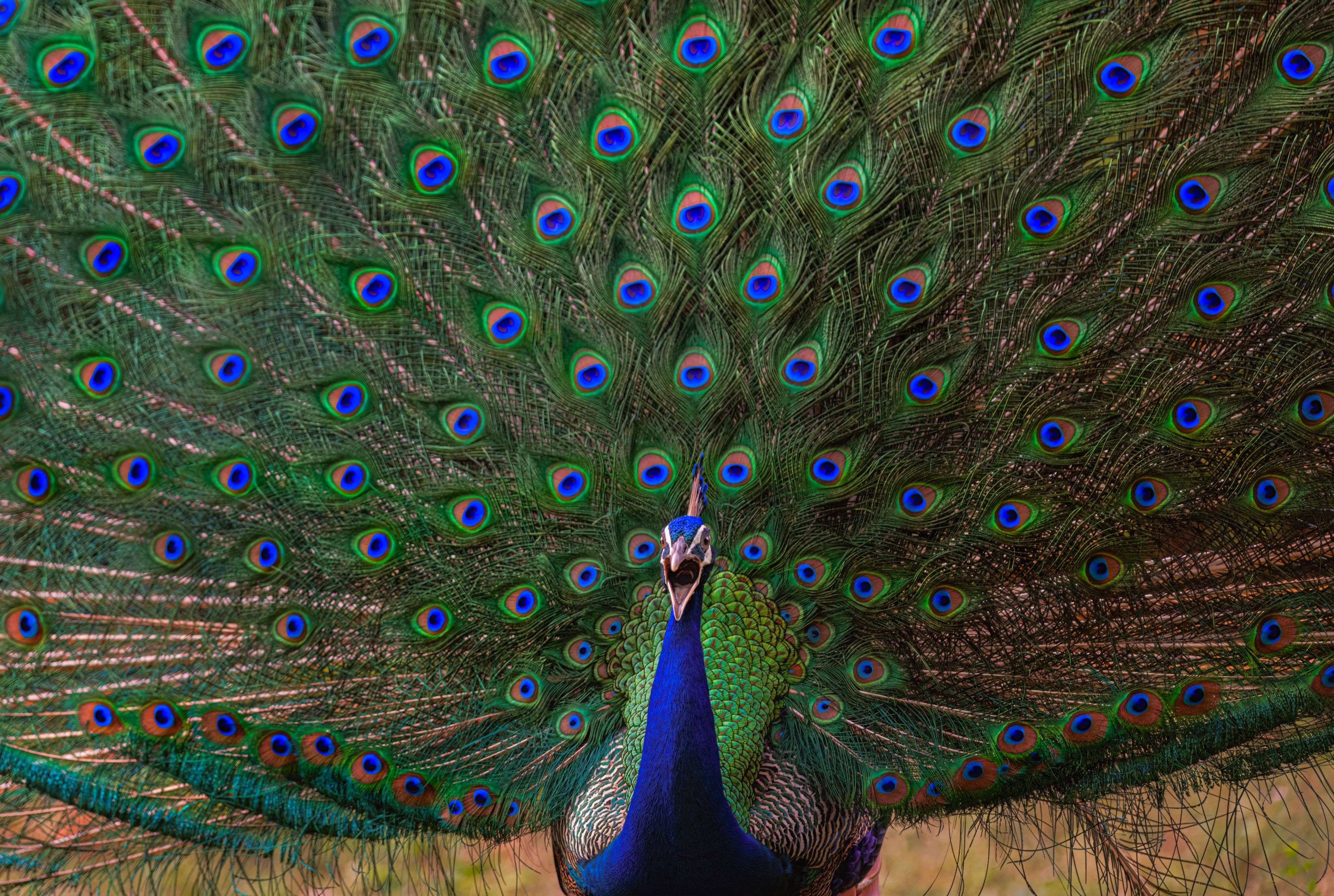 peacock,bird,birds,nikon,wild,water,shadows,lake,pond,flowers,swan,colors,nikon,beauty,nature,animals,eyes,egret,songbird,jungle,white,wings,fly, G N RAJA