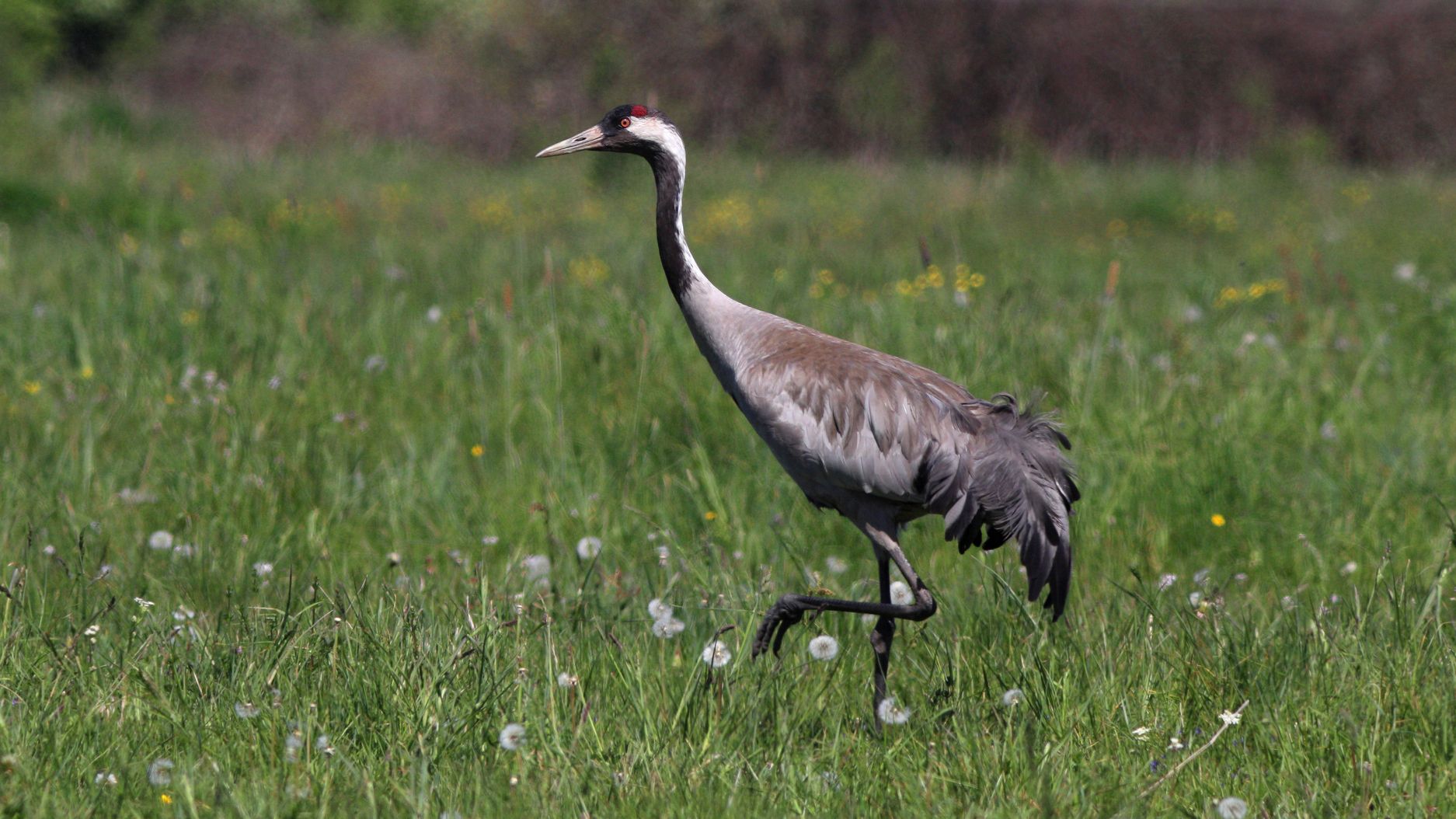 серый журавль, grus grus, common crane, Бондаренко Георгий