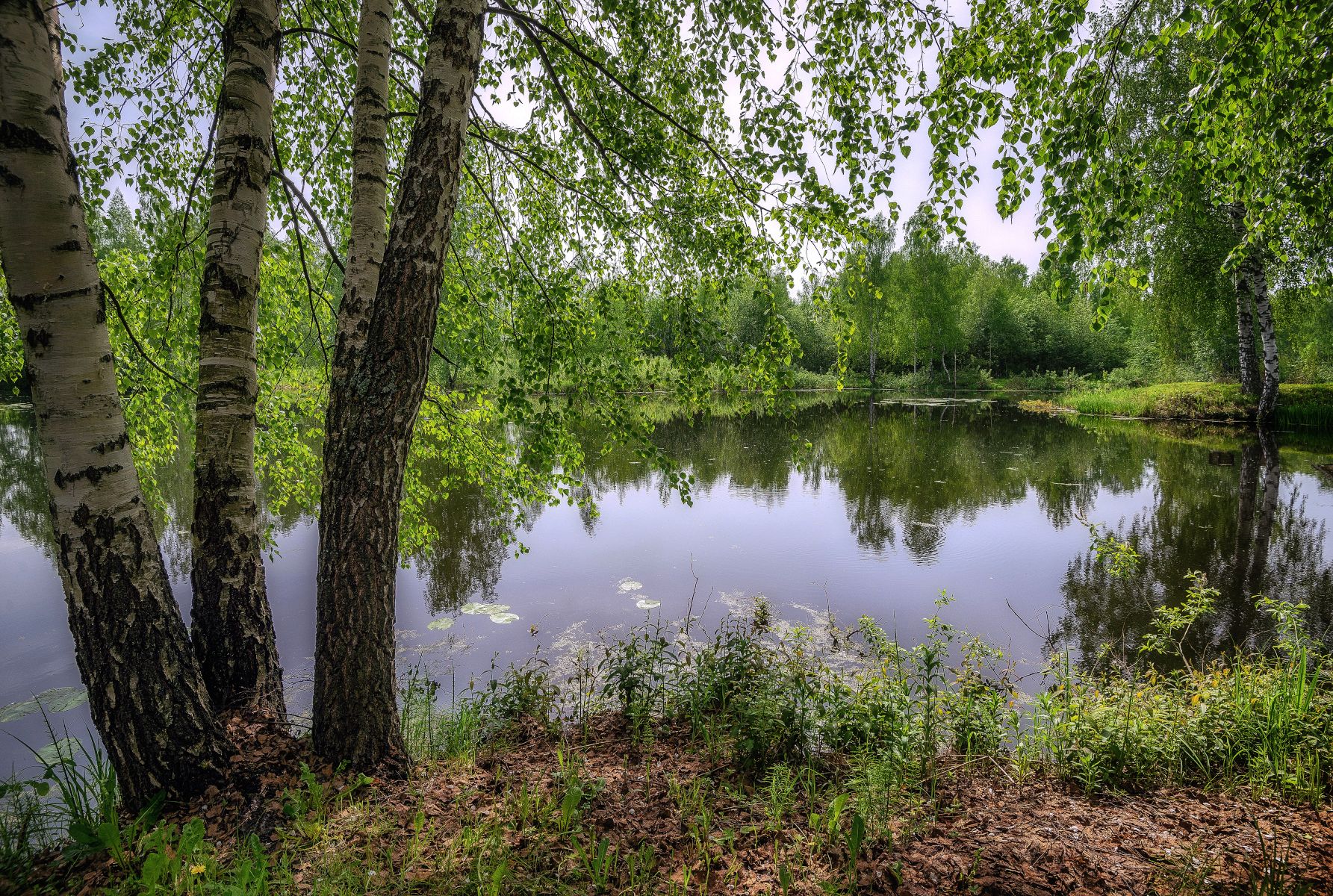 река, берёзы, весна, Сергей Аникин
