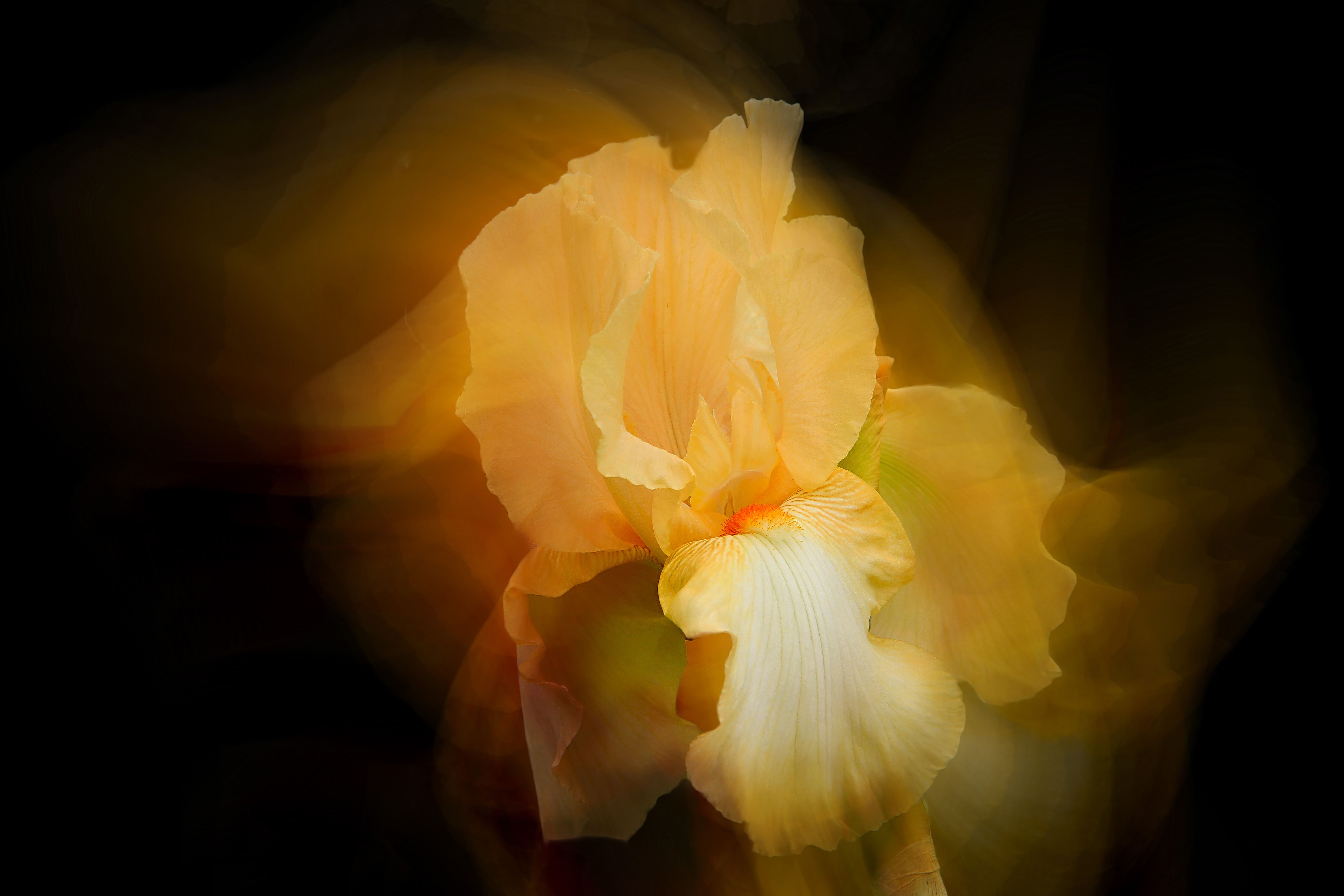 - yellow iris,  beautiful, garden, flower, black background, nature, flora, flowers, DZINTRA REGINA JANSONE