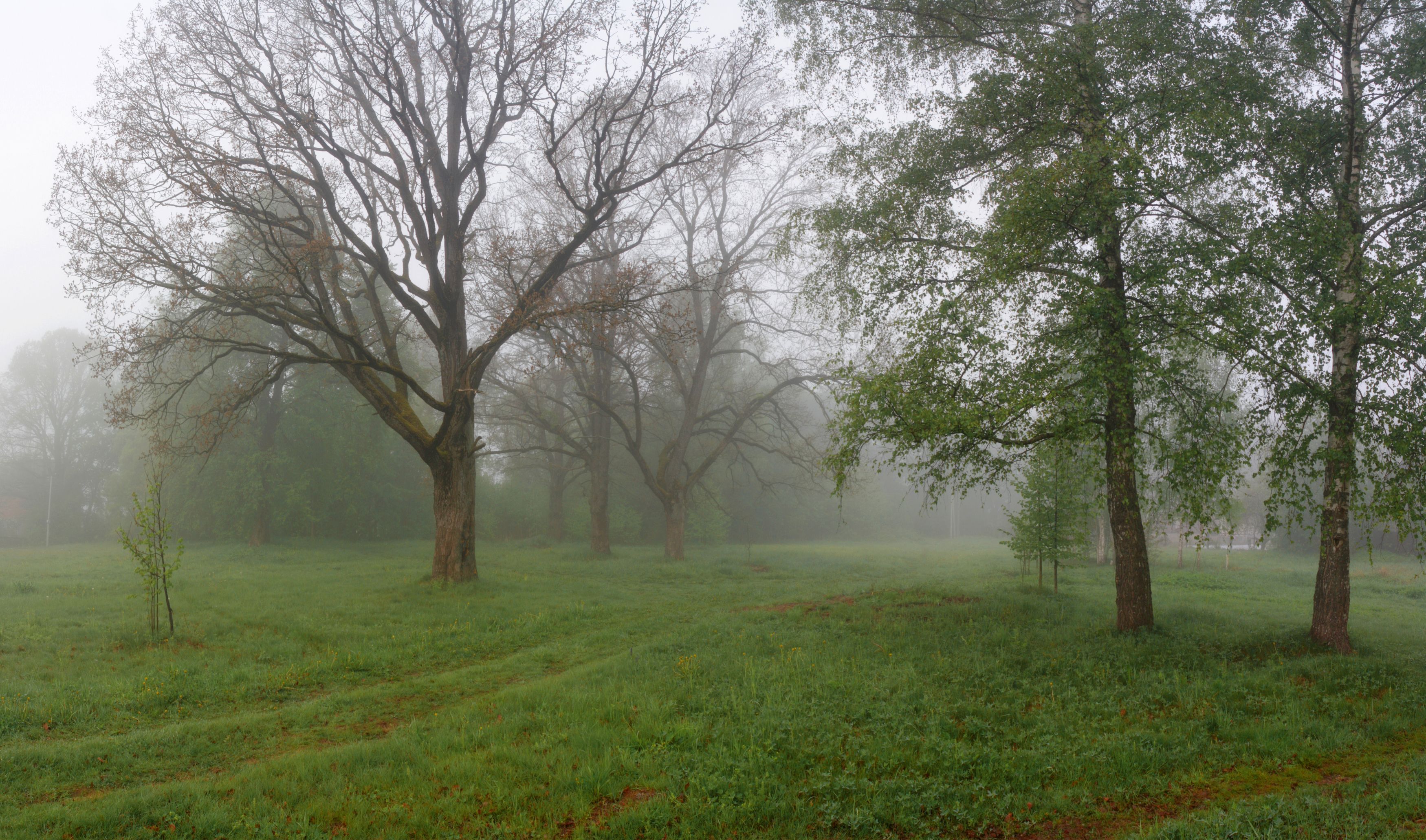 туман , весна , лес, Александр Свистков