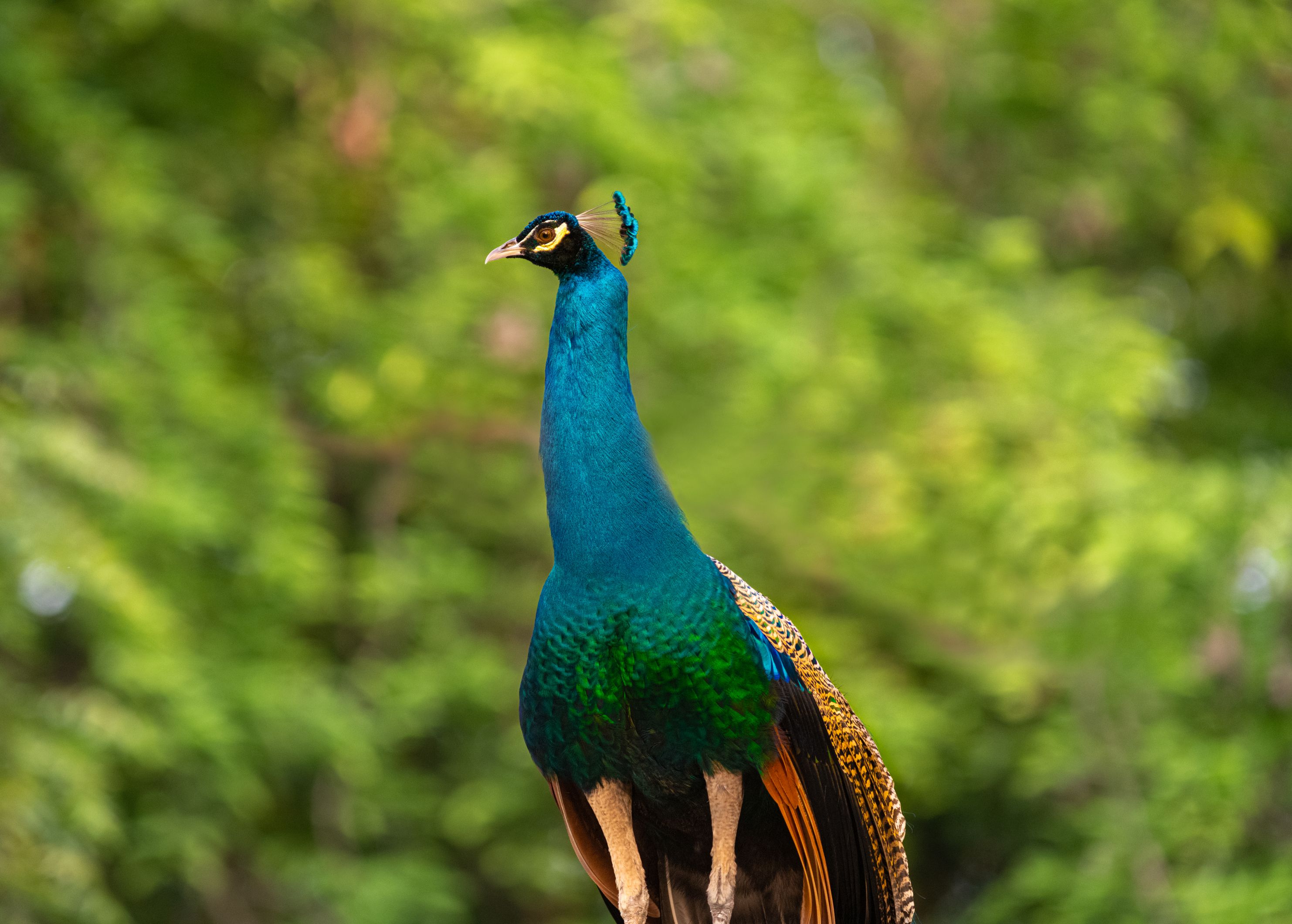peacock,closeup, bird, birds, wild, wings, beauty, nature, swan, feather, spread, little sparrow,animal,animals,nikon,tailorbird,portraitm,eyes,duck, G N RAJA