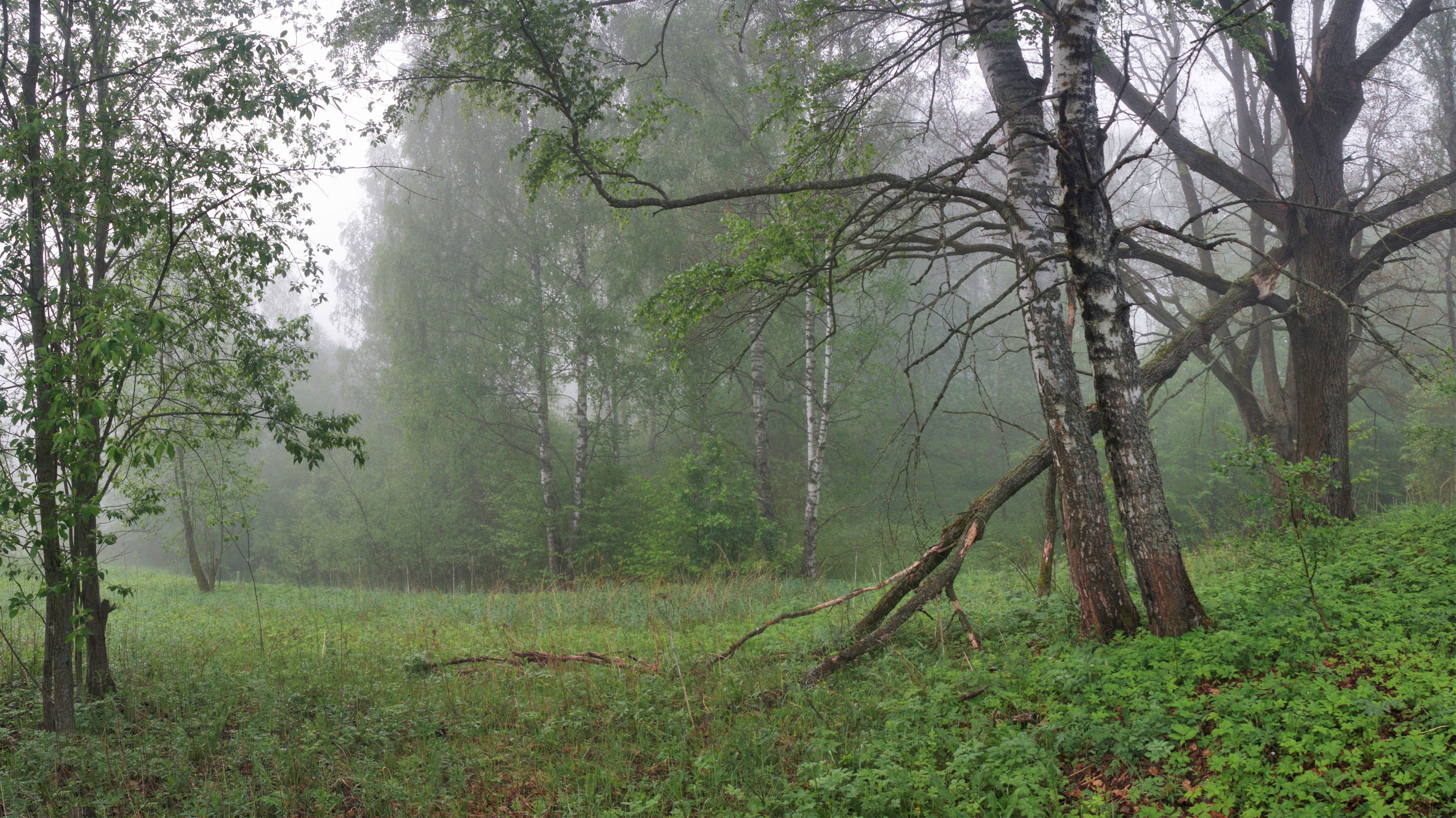 утро , туман , лес, Александр Свистков