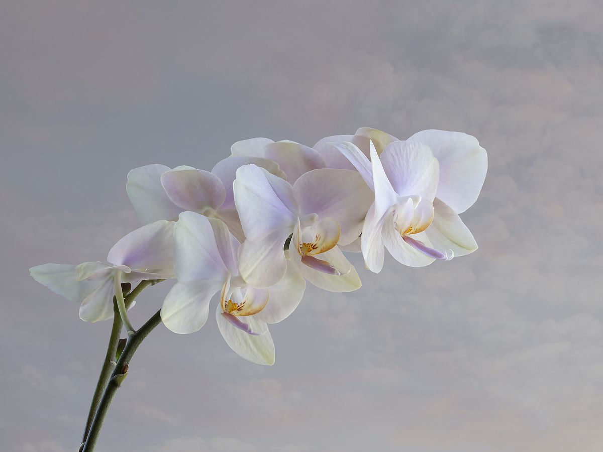 цветы, орхидеи, фаленопсис, Приходько Ирина