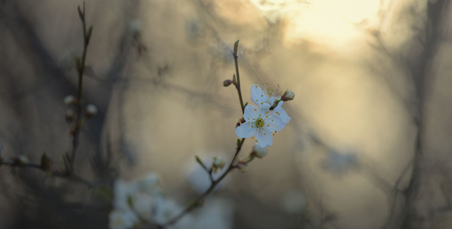 весна рассвет лес цветение, Александр Жарников