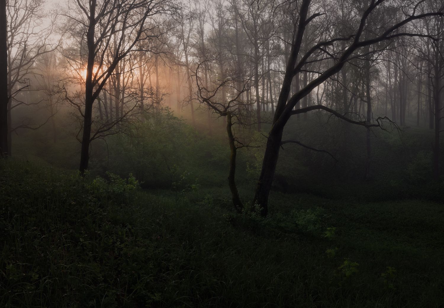 туман, свет, утро, природа, Баранов Олег