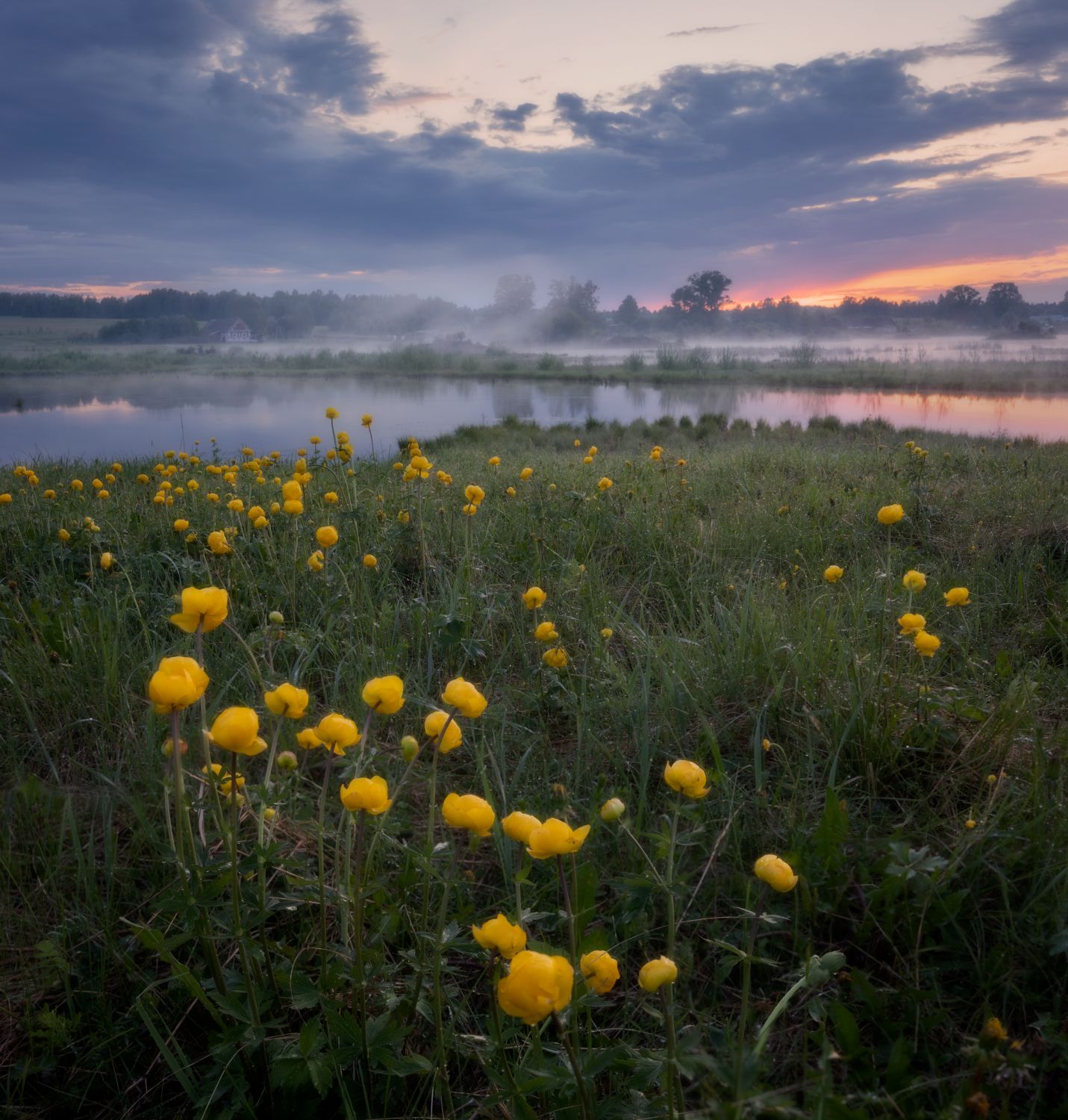 вечер закат туман пруд купальница цветы май, Сергей Буторин