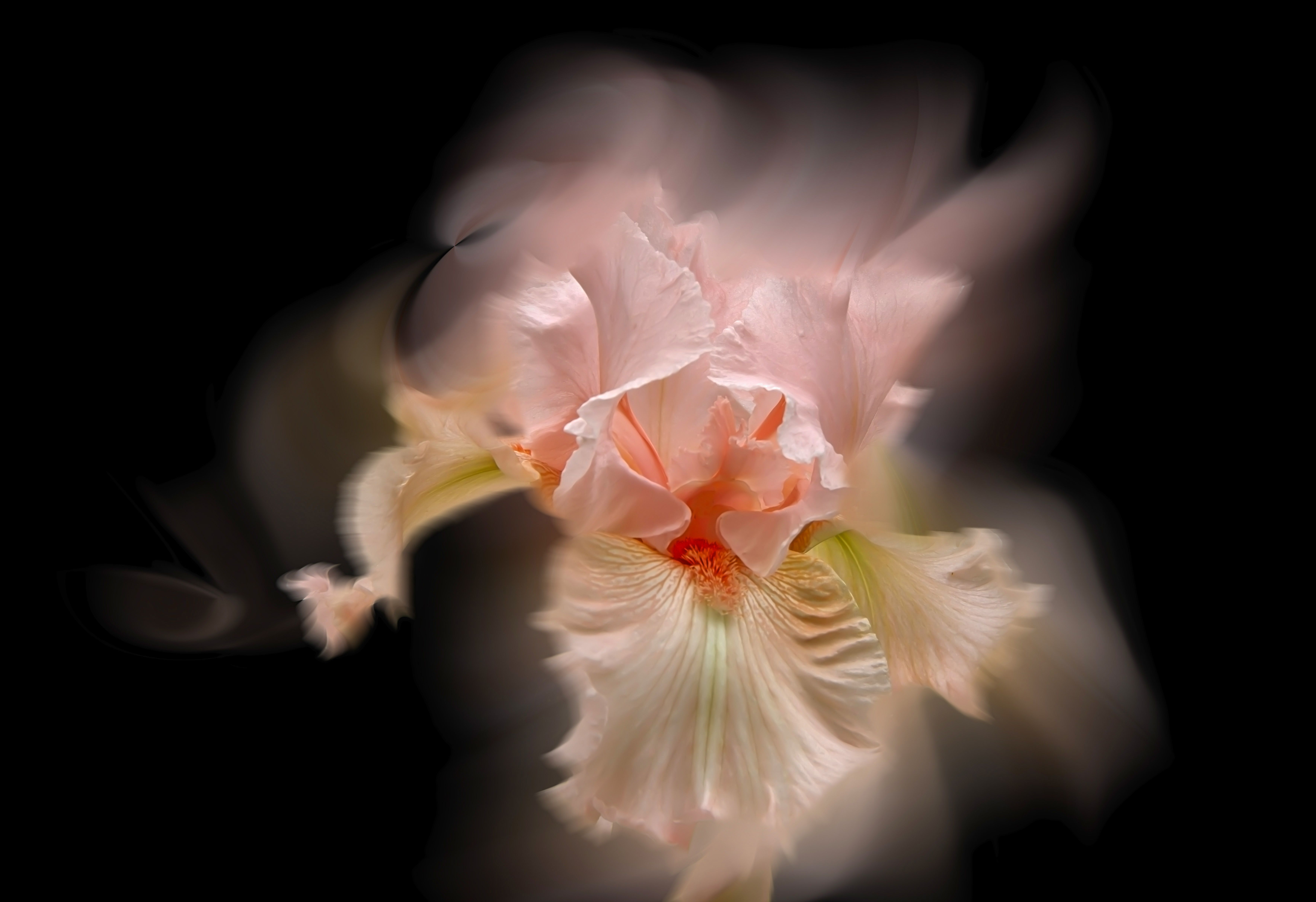 - pink iris, beautiful, garden, flower, summer, time, black background, DZINTRA REGINA JANSONE