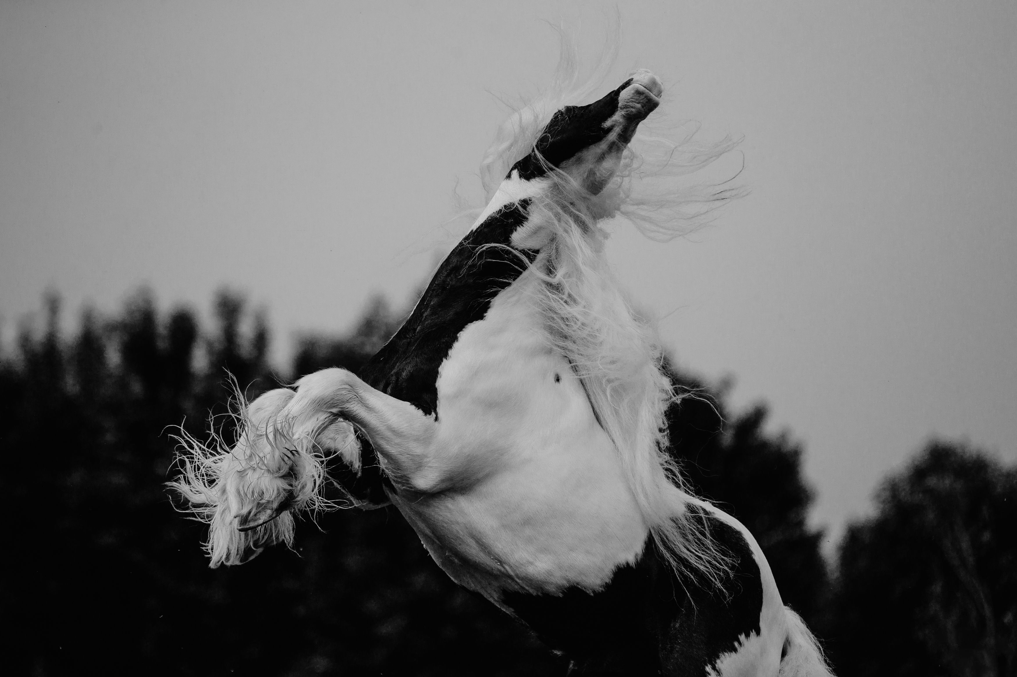 horse лошадь, Кристина Ксендзова