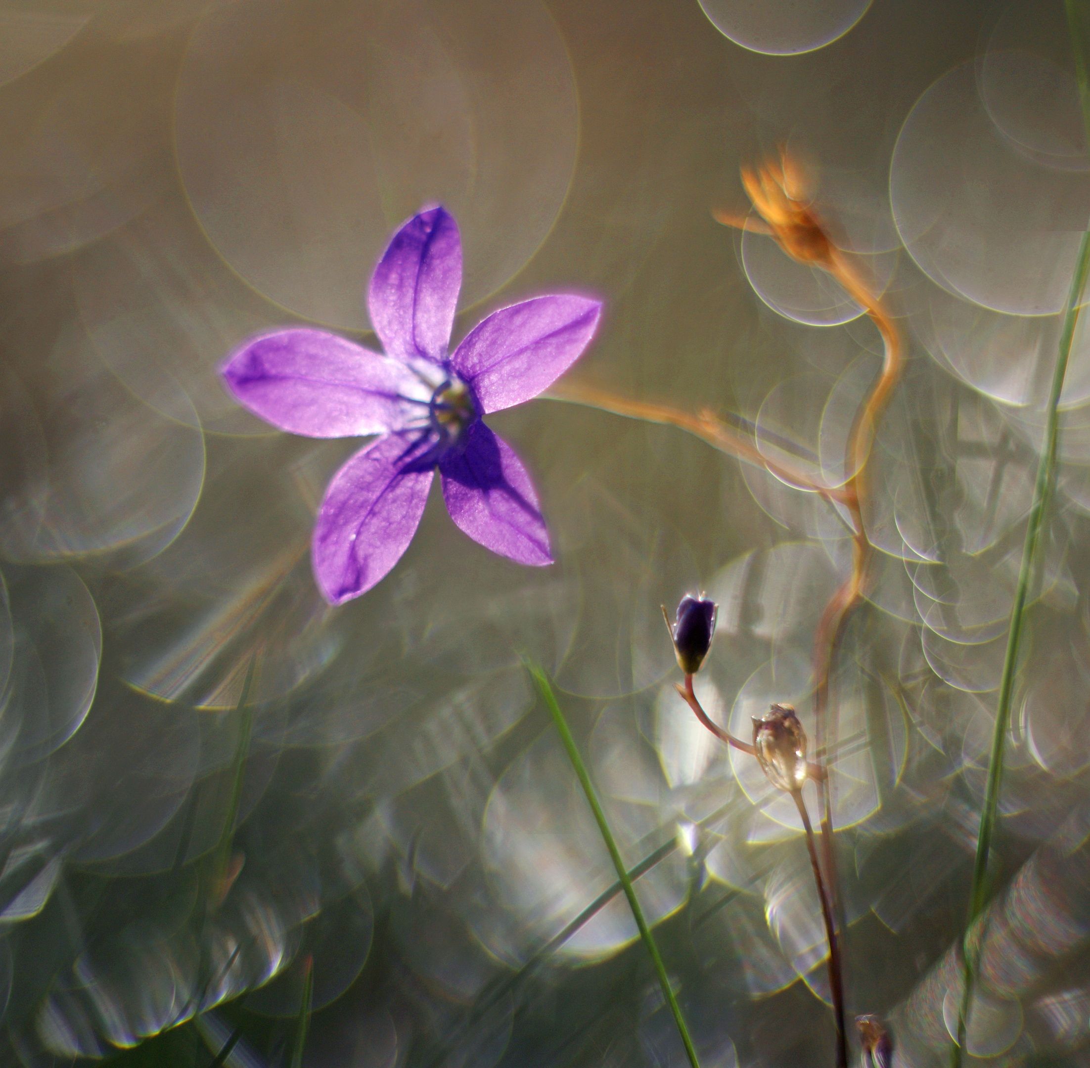цветы , лето, Александр Свистков