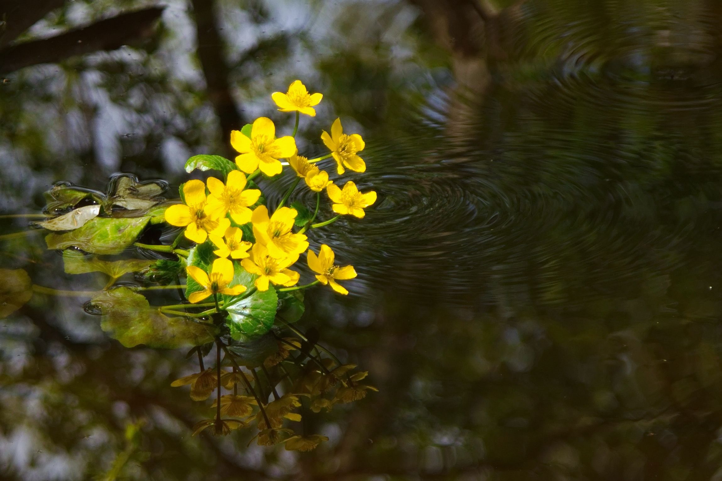 цветы весна калужница замосточье, Виктор Гурков