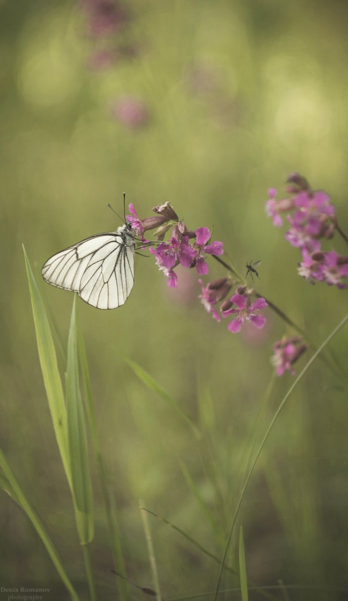 #природа #лето #бабочка #гелиос #nature #summer #butterfly #helios, Denis Romanov