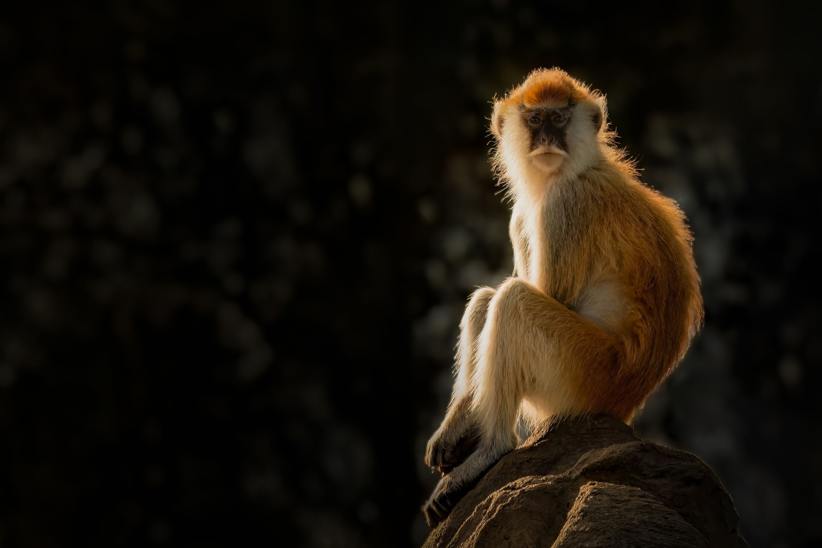 patas monkey, monkey, sunset, sunrise, animals, animal, sun, close-up, sunny, closeup, day, Ahmed Zaeitar