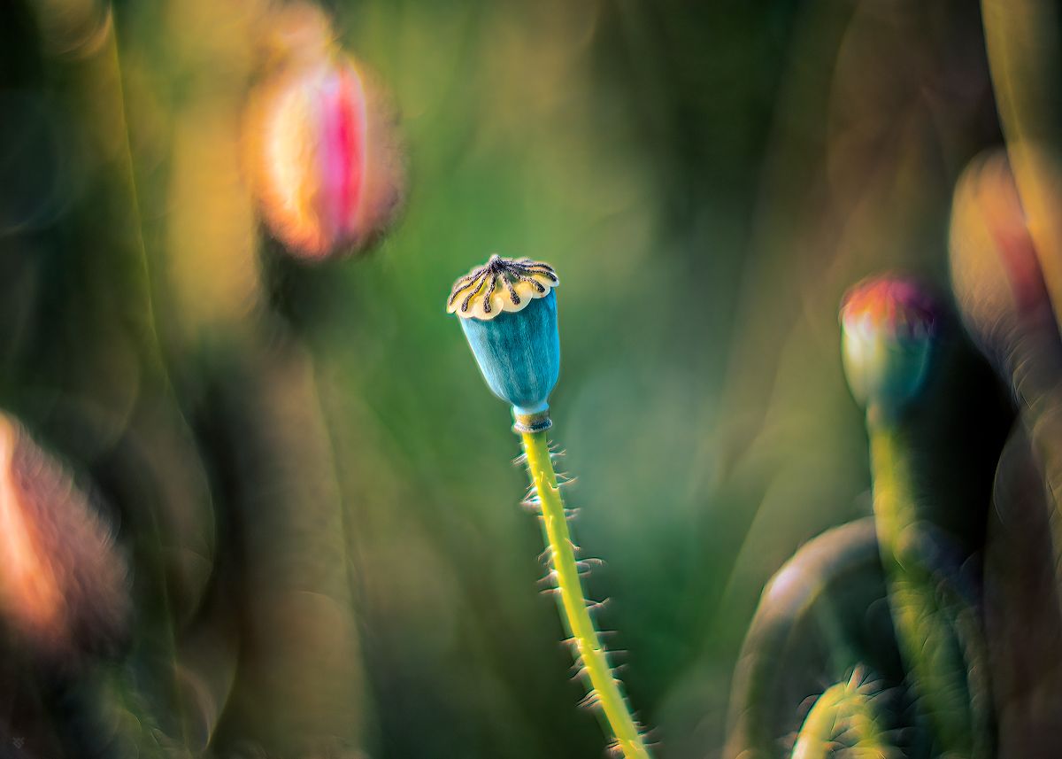 poppy, poppyseed, nature, flower, , Wojciech Grzanka