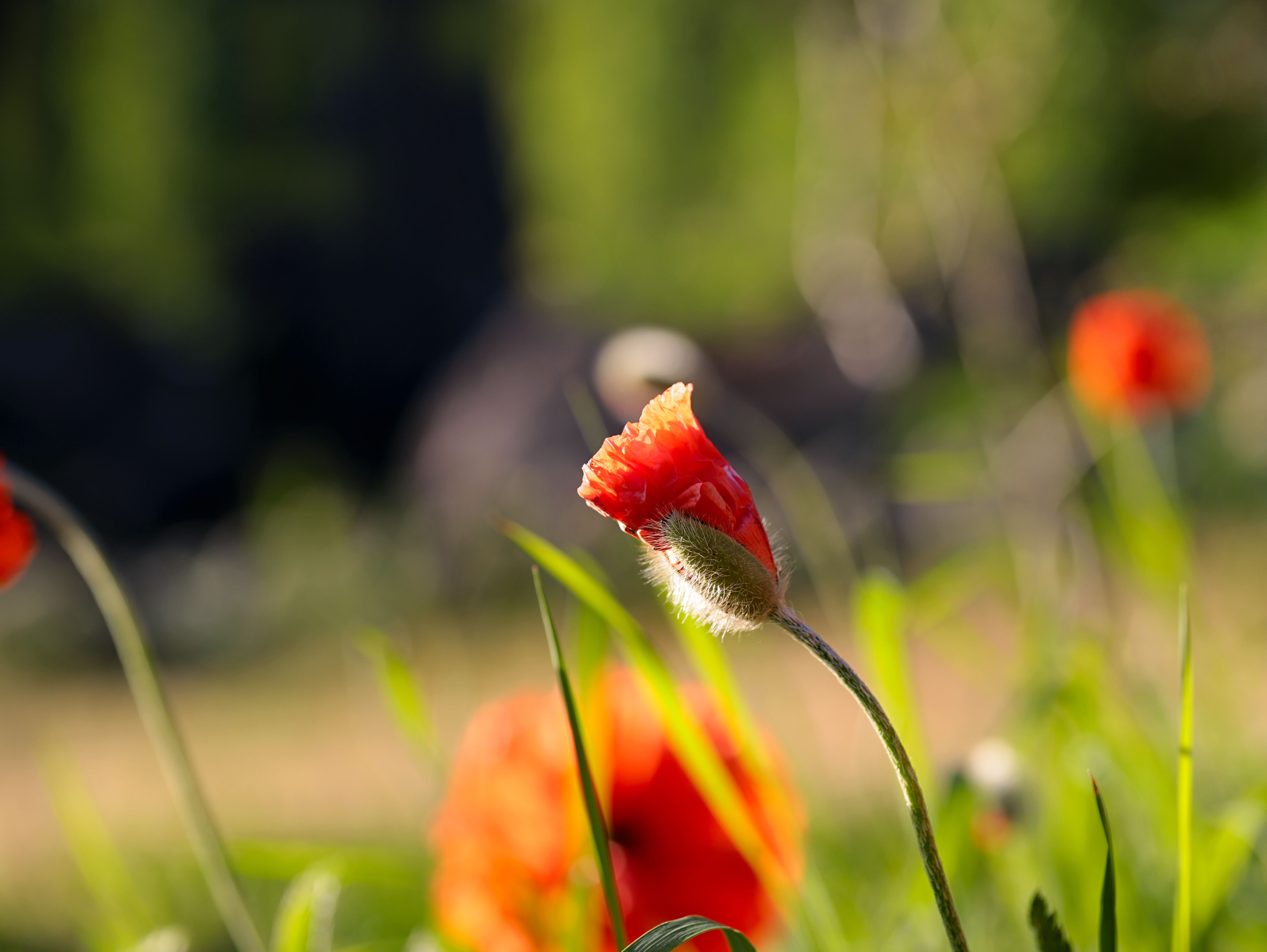 red; poppies; summer; sunset; nature; natural background; bokeh; multicolored background; photography; garden, DZINTRA REGINA JANSONE