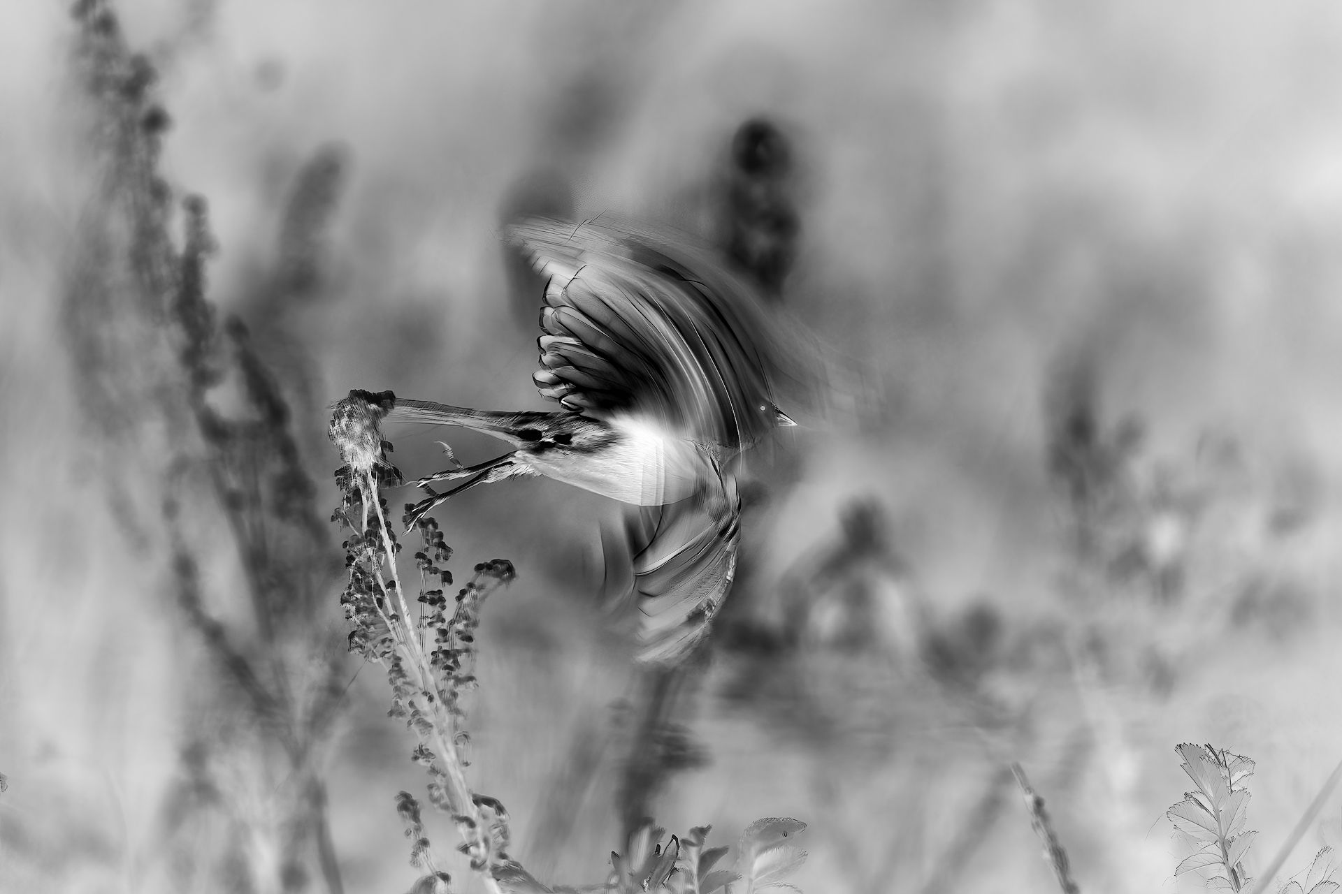 bird, animal, nature, take off, fly, monochrome, abstract, abstraction, spring, grass, Zhao Huapu