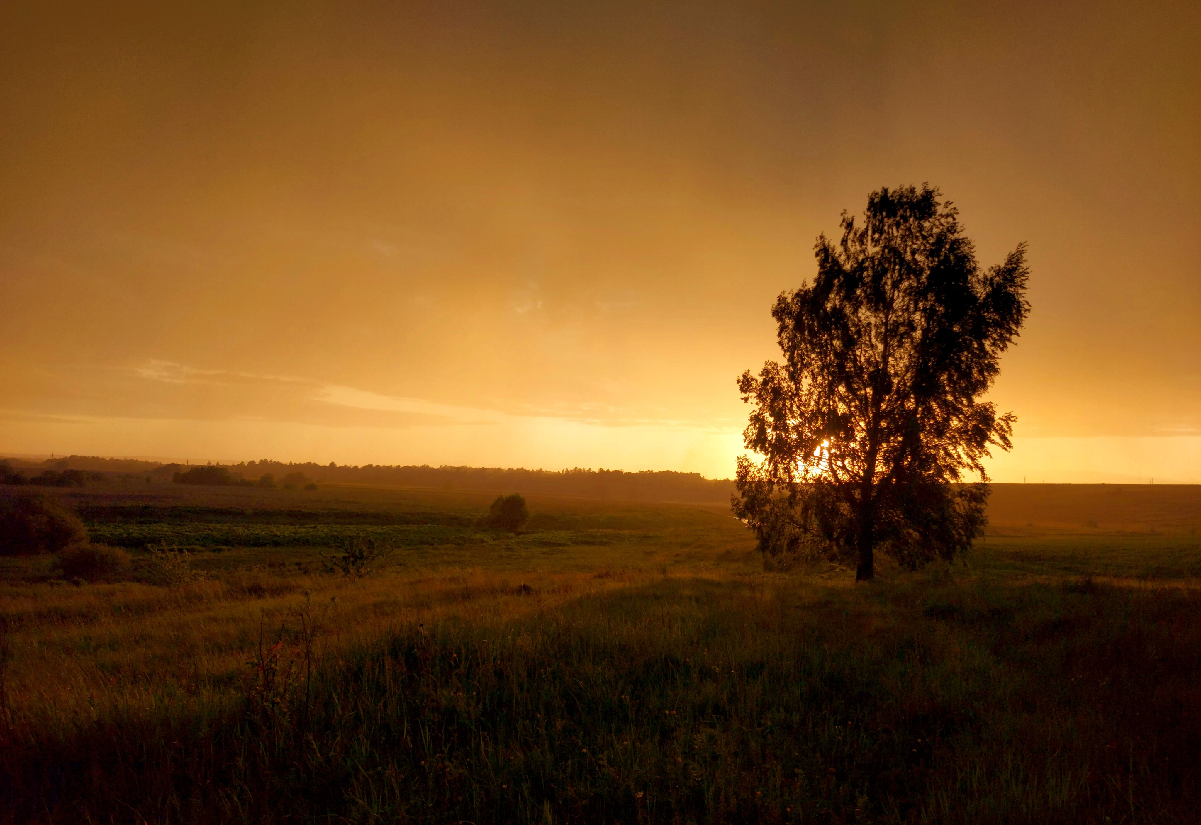 дождь, лето, вечер, закат, поле, берёза, природа, деревня, Валерий Савостьянов