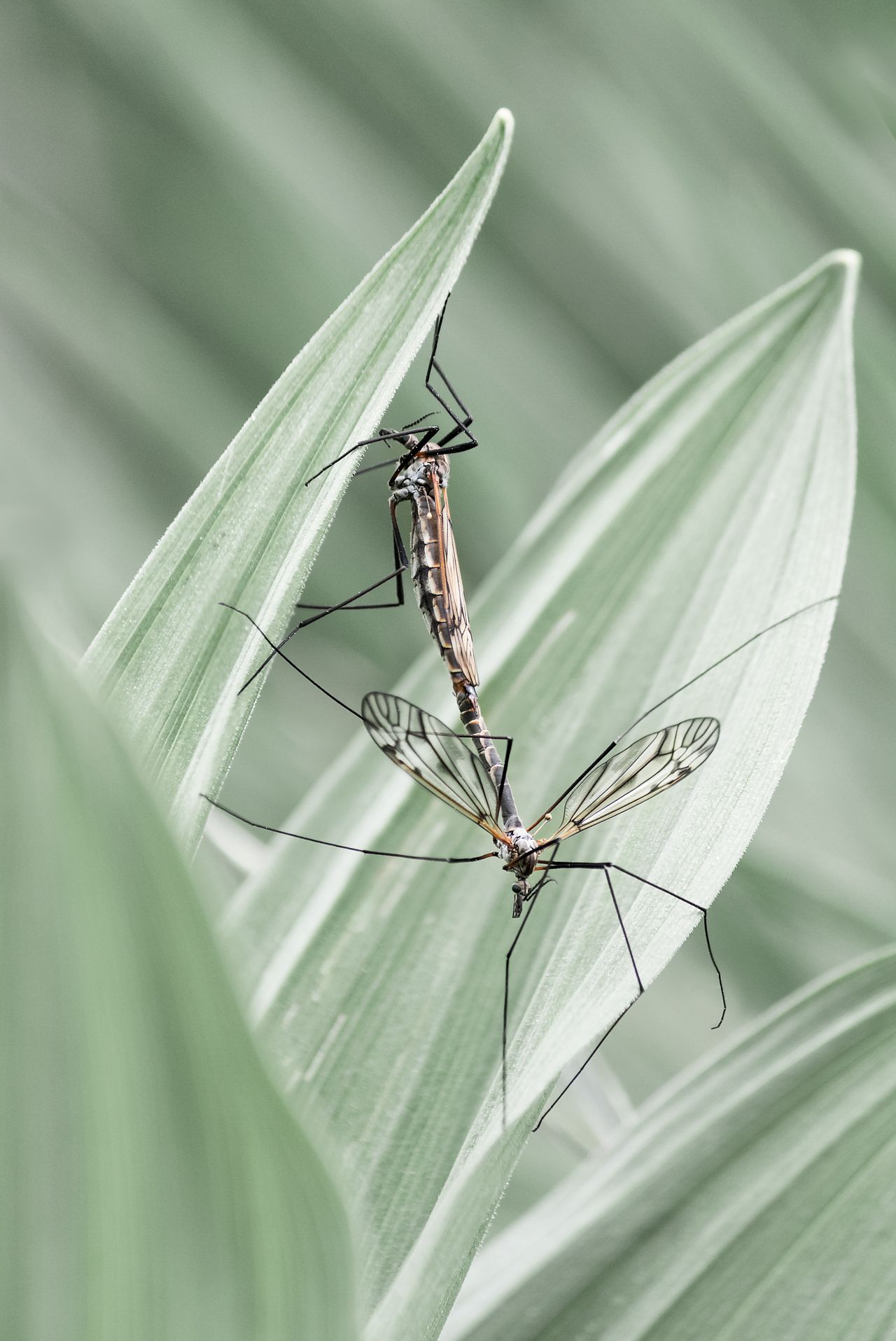 crane fly, tipulidae, macro, close up, nature, matching, love, Vania Tonova