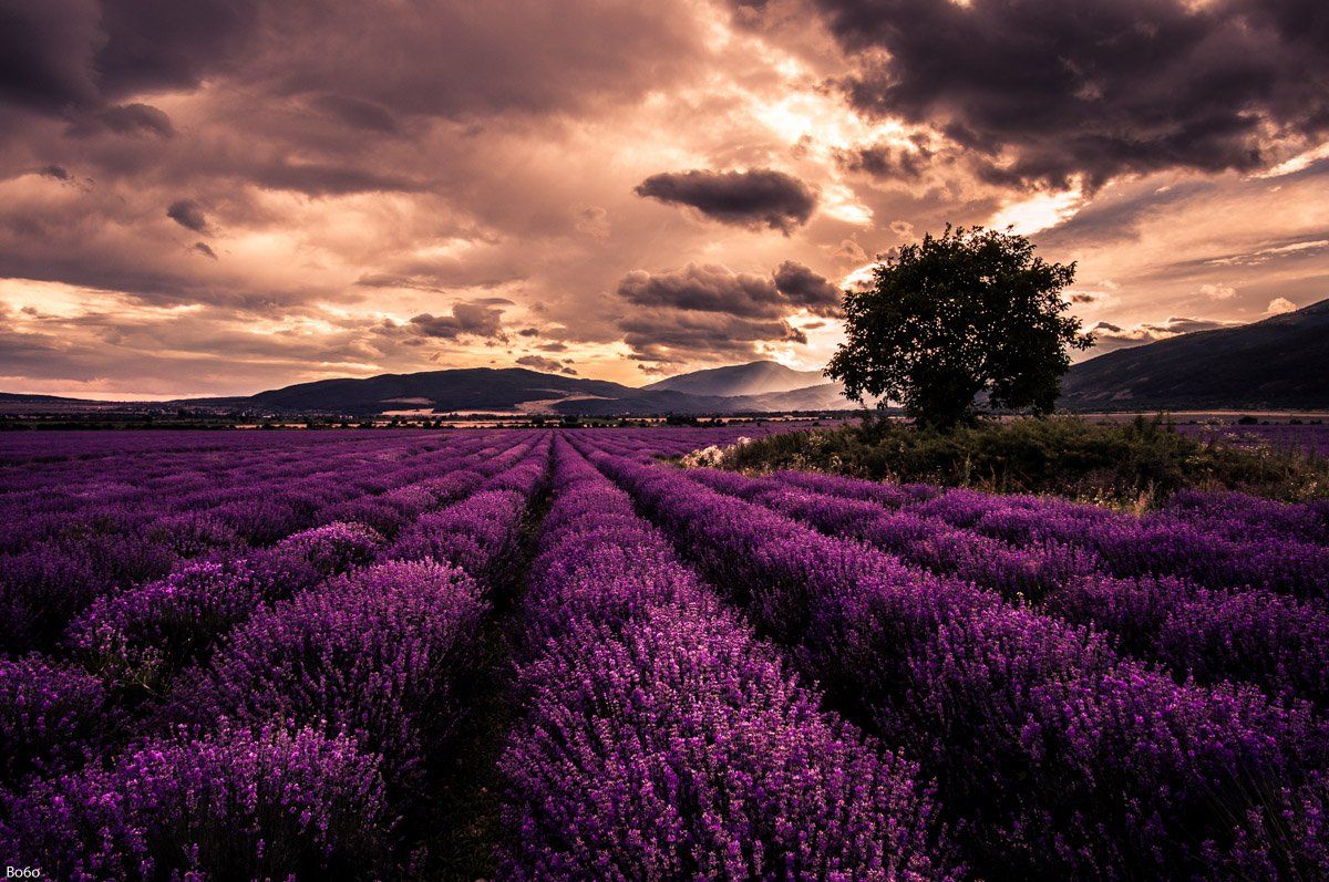 Lavender, purple, sunset, landscape, clouds, sky, tree, field,, Boris Preslavski