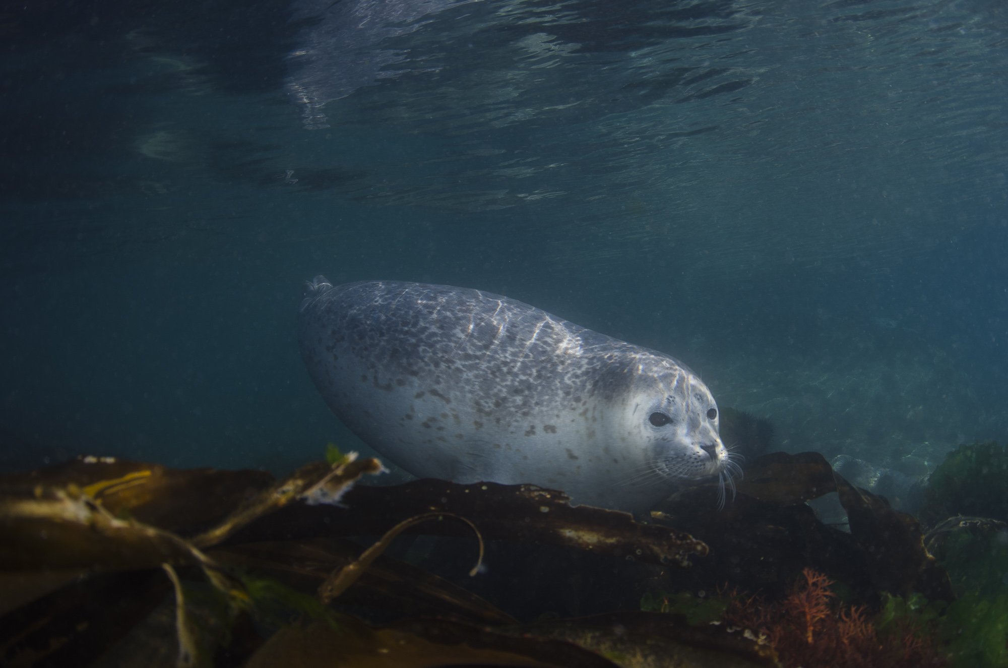 Нерпа рыба. Нерпа рыба красная фото. Seal Fish. Купить в Смоленск рыбу нерпу.