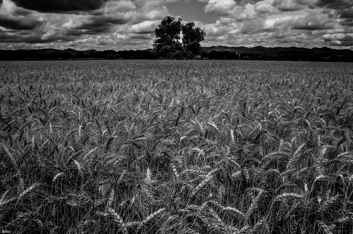 Landscape, black and white, field, wheat, tree, clouds,, Boris Preslavski