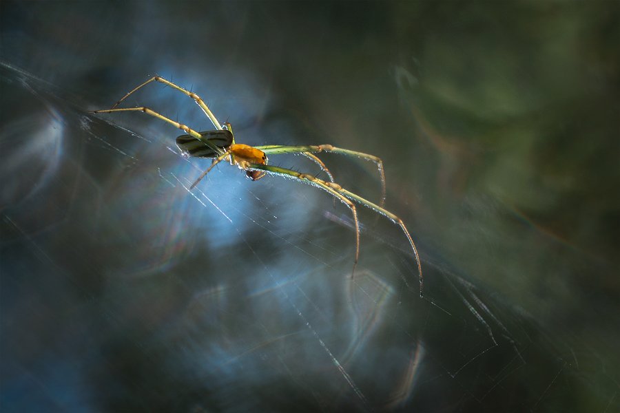spider, , Budi Gunawan