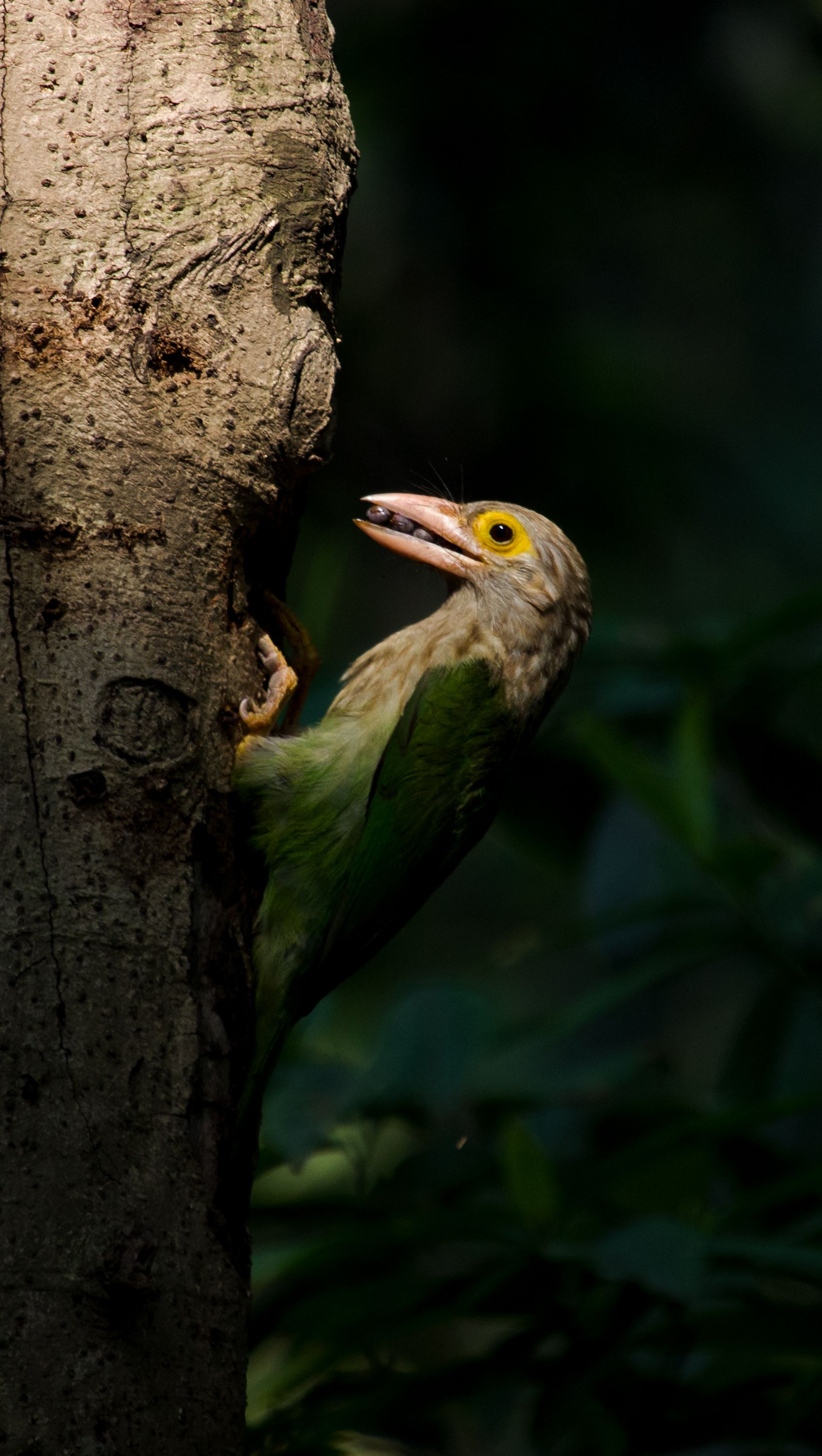 #bird #natgeo #photography #birdphotography #nature #beeeater #green #animal #wildlife, Shadab Ishtiyak