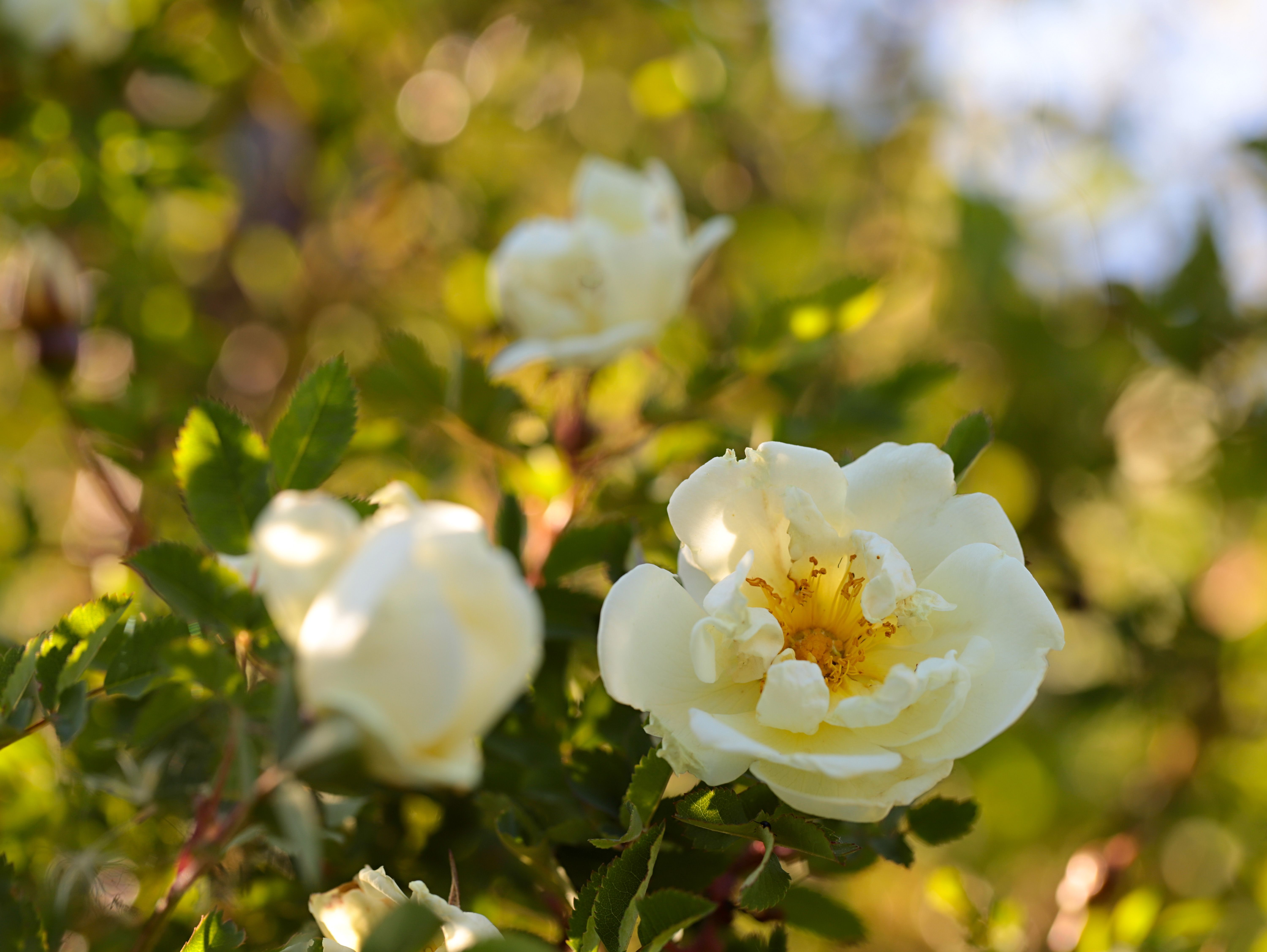 white; roses; summer; sunset; nature; natural background; bokeh; multicolored background; photo garden, DZINTRA REGINA JANSONE
