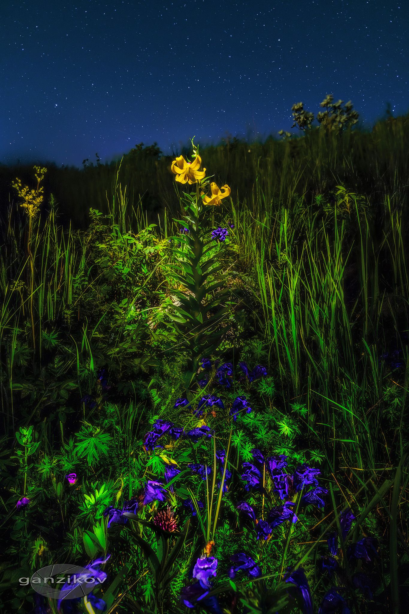 ночь, цветы, пейзаж, желтый, лилия, Владимир Ганзиков