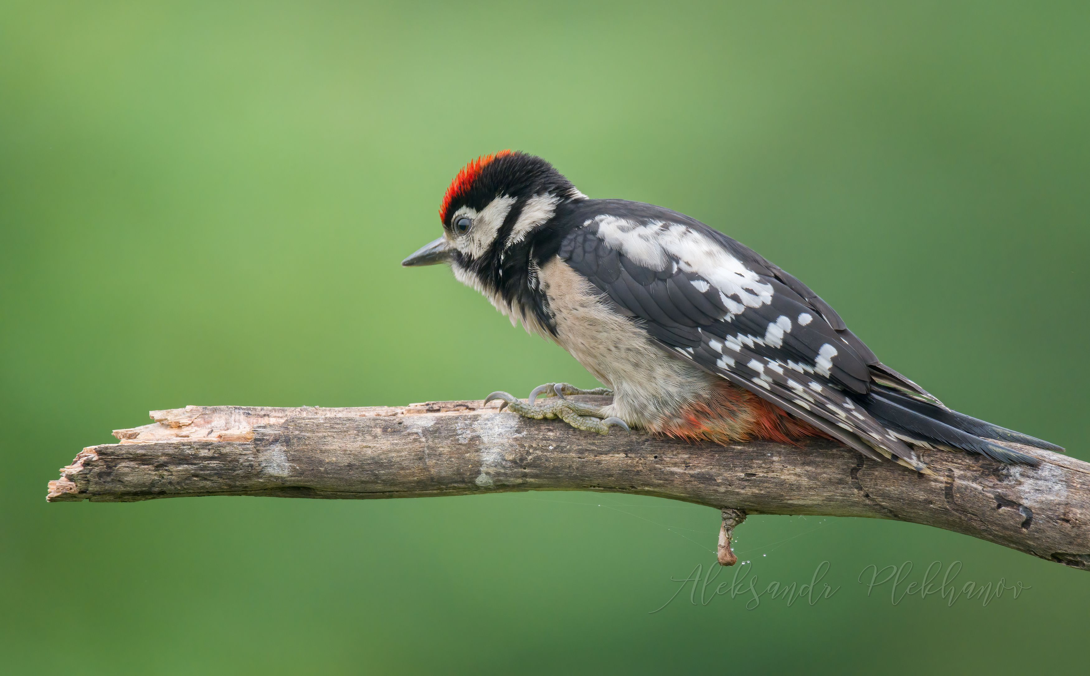 , большой пёстрый дятел , great spotted woodpecker , сидит на пятой точке , уставший дятел ,, Плеханов Александр