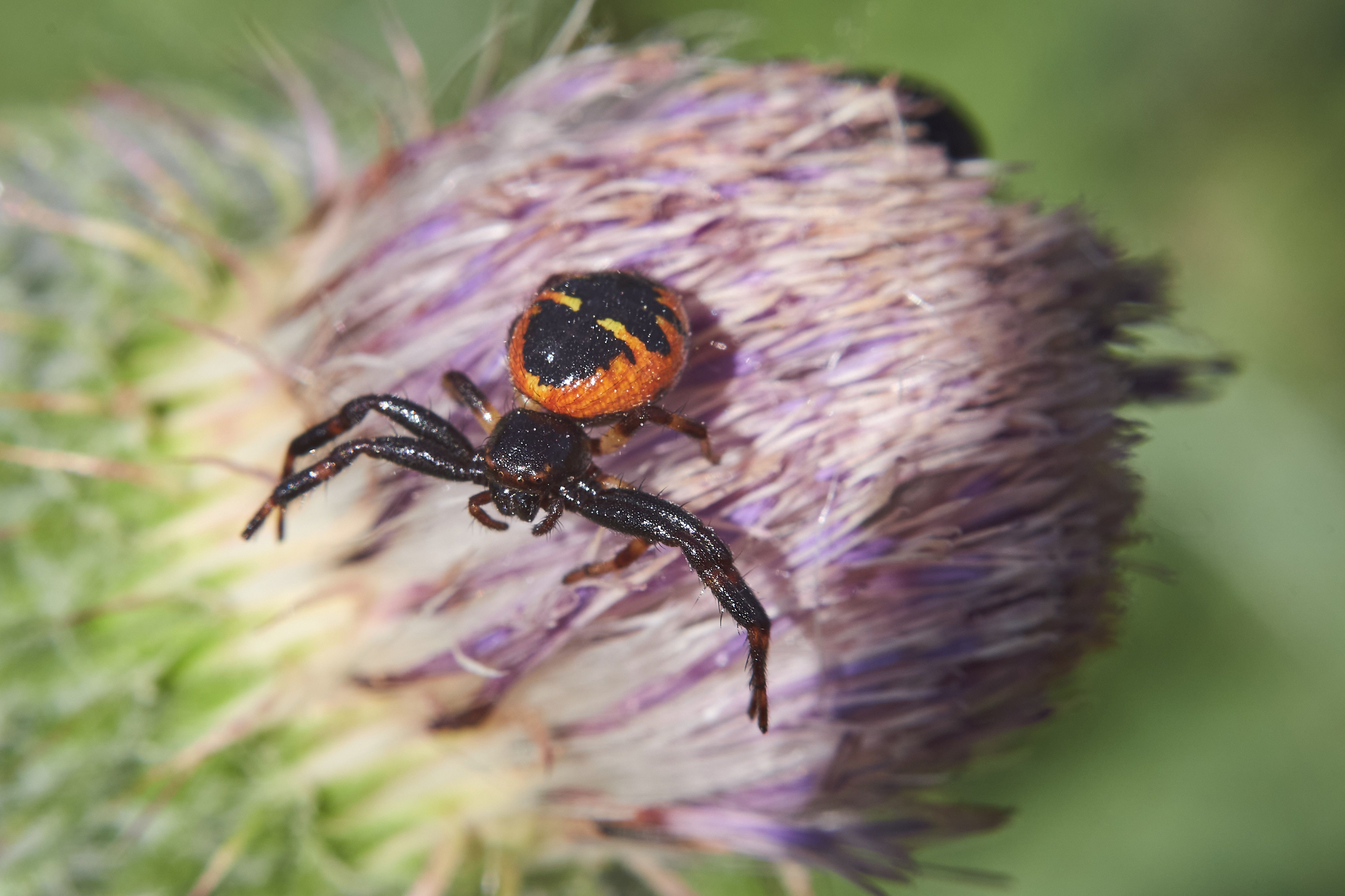 spyder, macro, macro photo, volgograd, russia, wildlife,, Сторчилов Павел