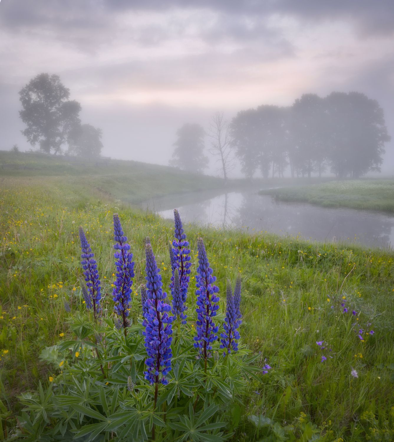 утро рассвет люпины туман деревья река, Сергей Буторин