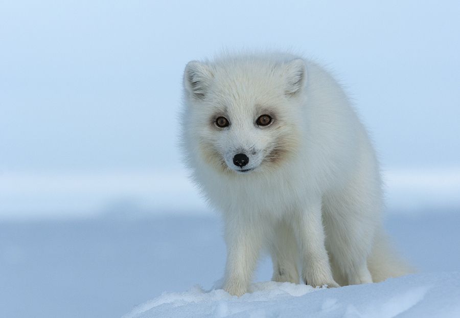 чукотка арктика песец полярная лиса белый песец север снег, Максим Деминов