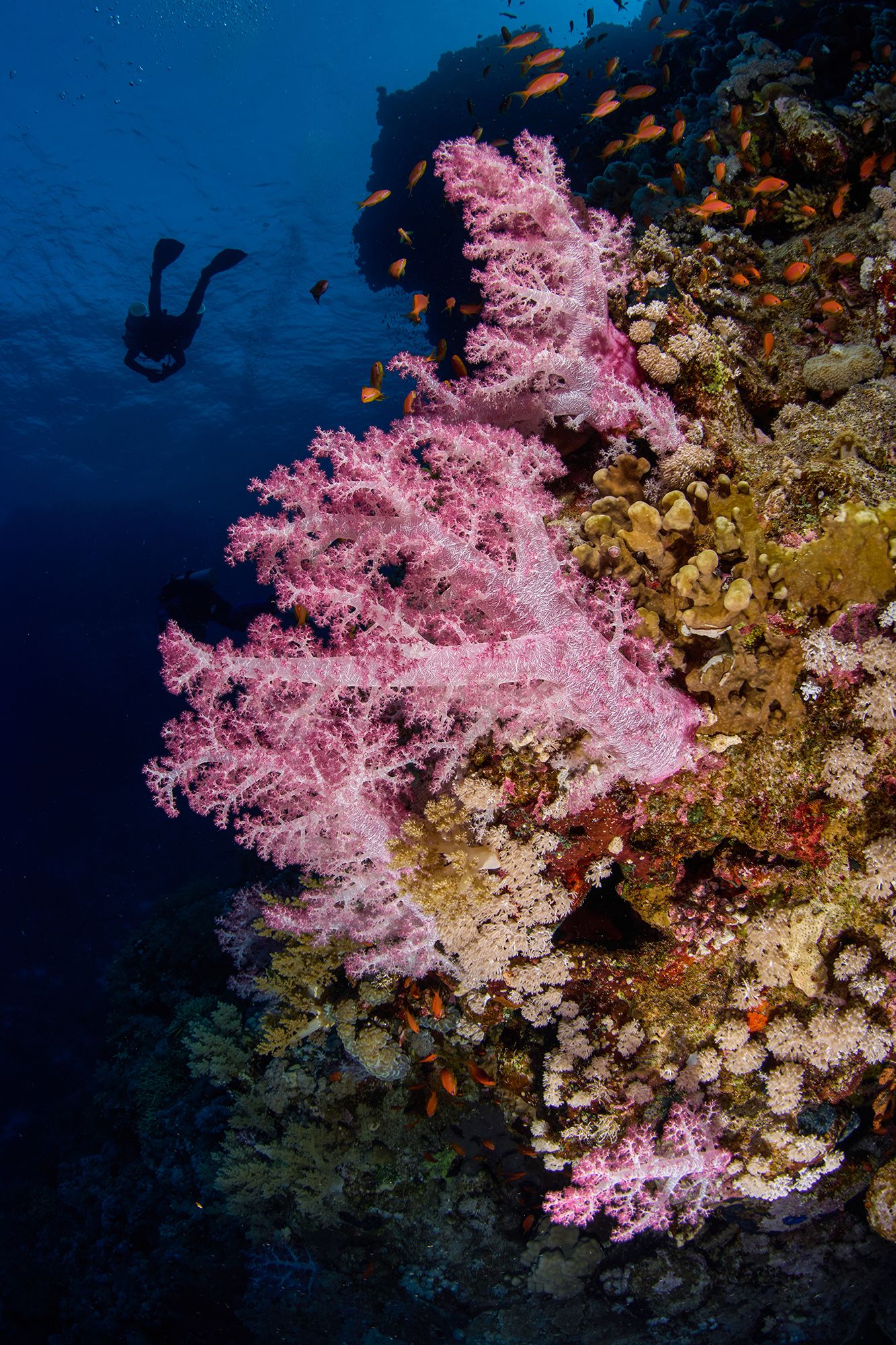 коралл, альцтонария, дайвинг, подводная фотосъемка, риф, PAVEL PEREPECHAEV