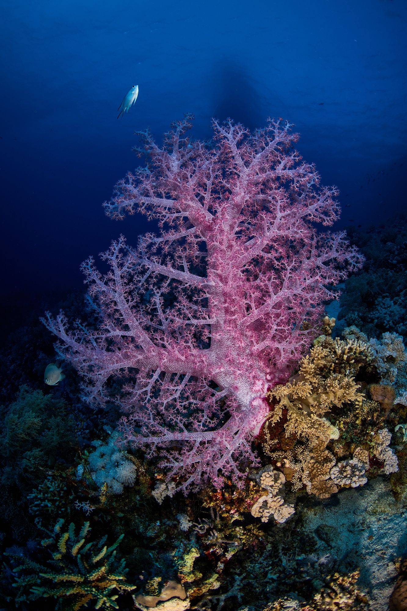 альционария, дайвинг, риф, коралл, подводная фотосъемка, PAVEL PEREPECHAEV