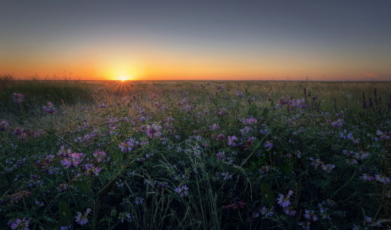 Калмыкия цветы степь природа пейзаж закат, Александр Бархатов