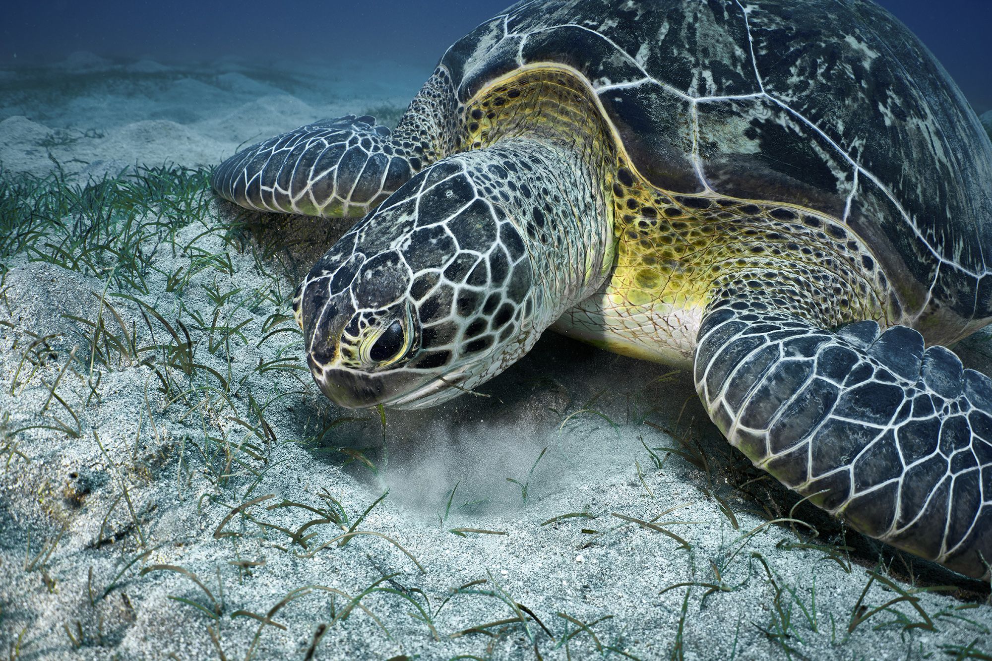 морская черепаха, черепаха, дайвинг, PAVEL PEREPECHAEV