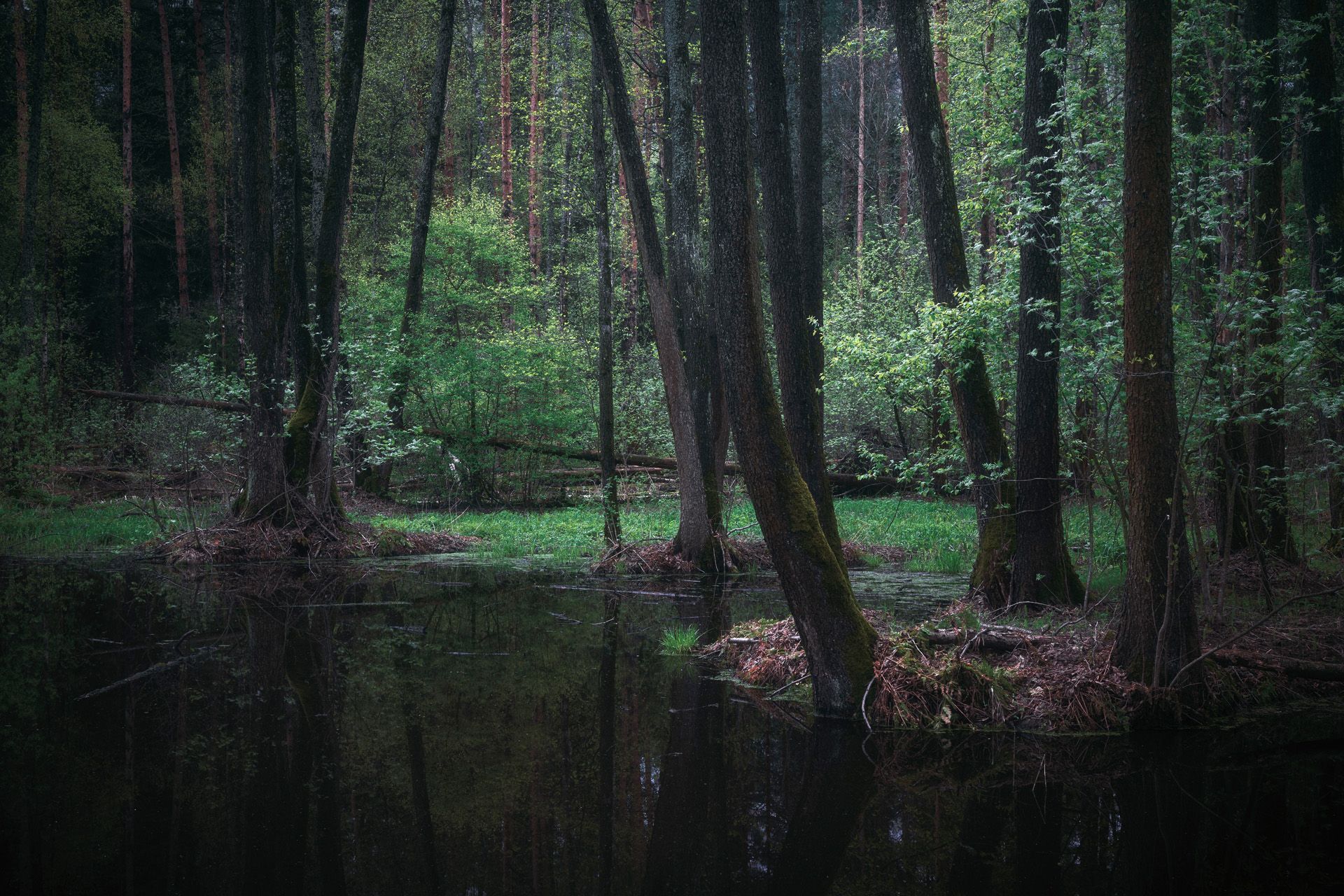 лес, весна, деревья, пейзаж, forest, woodland, trees, landscape, spring, Валерий Вождаев