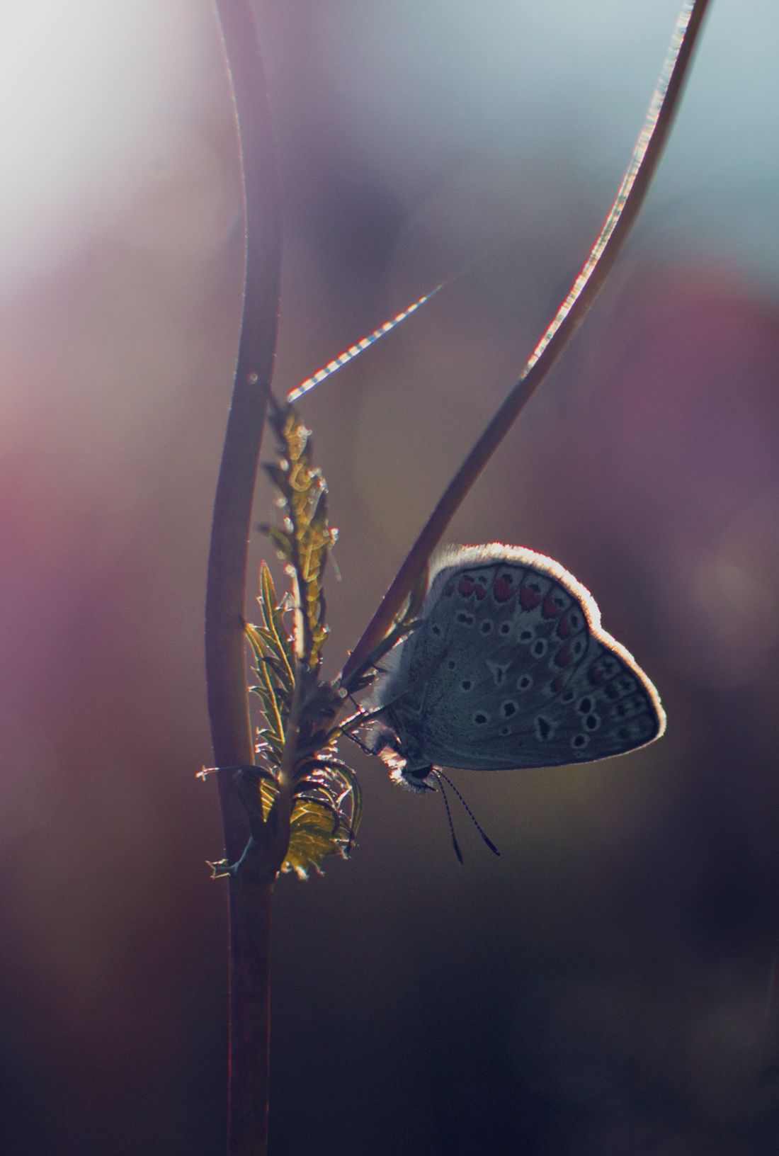 #лето #бабочки #закат,  Ольга
