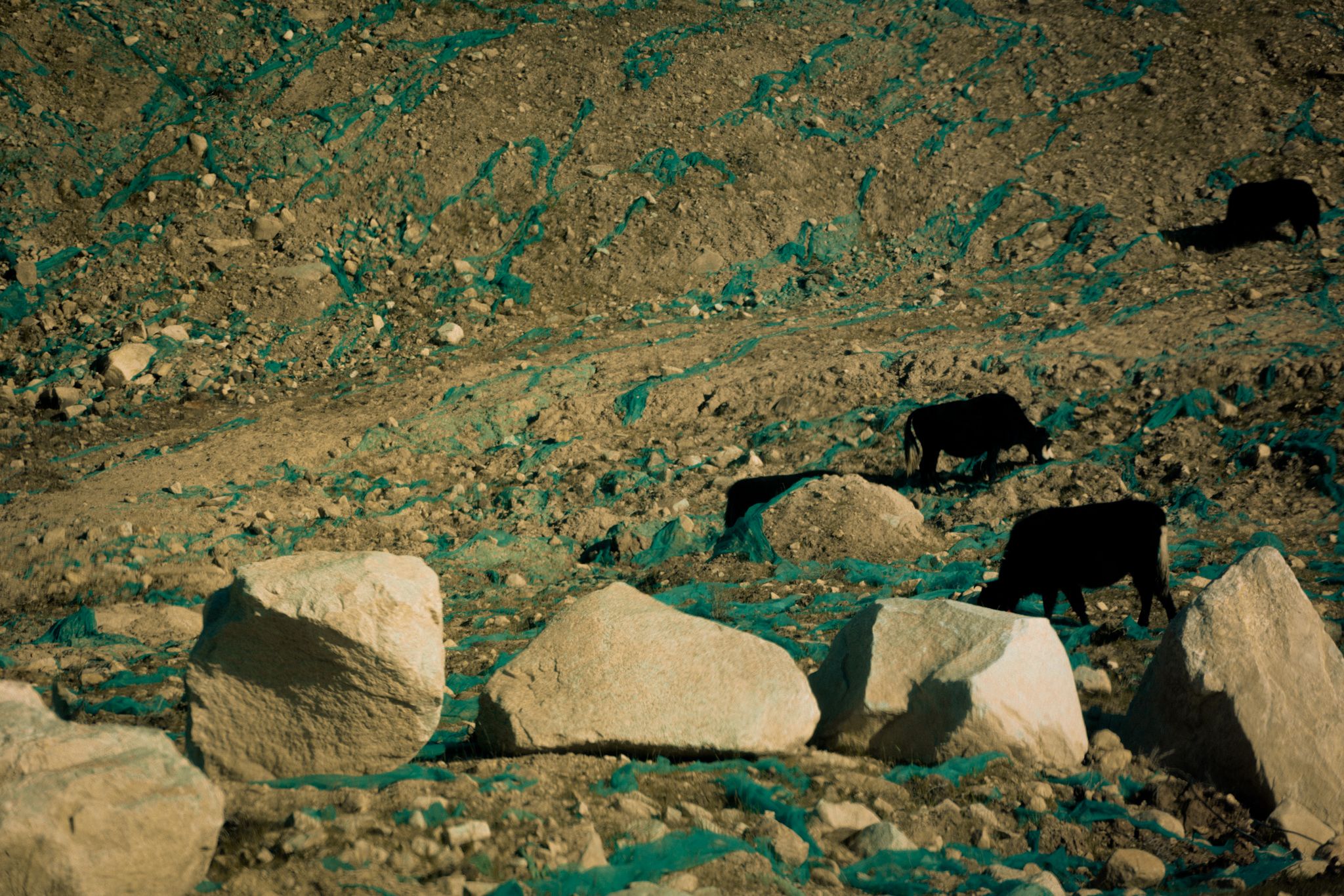 cow, livestock, bare land, rocks, animals, black, geofabric, china., Druz Denys
