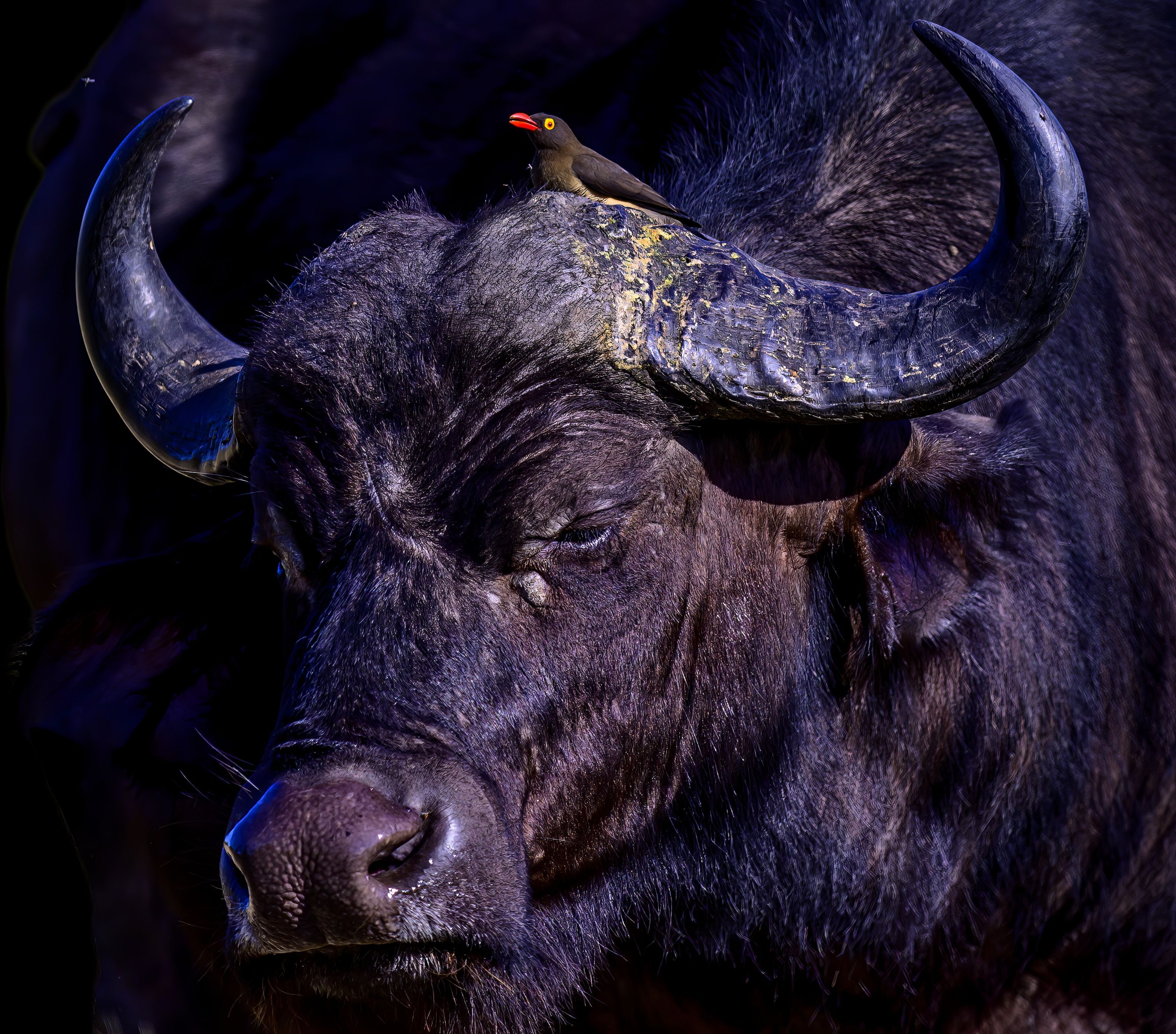 buffalo, Sergey Puponin