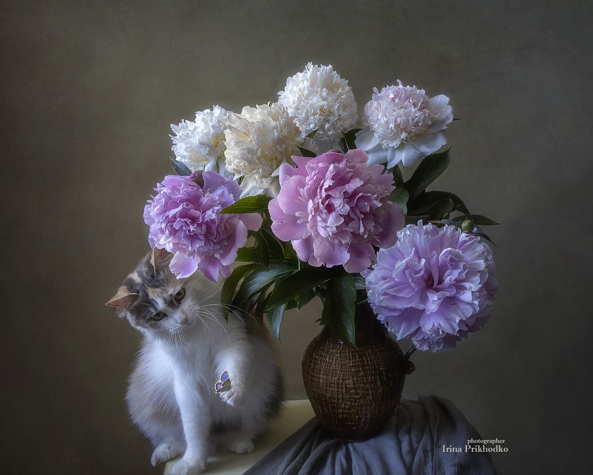 натюрморт, цветы, постановочная фотография, кошка, бабочка, Приходько Ирина