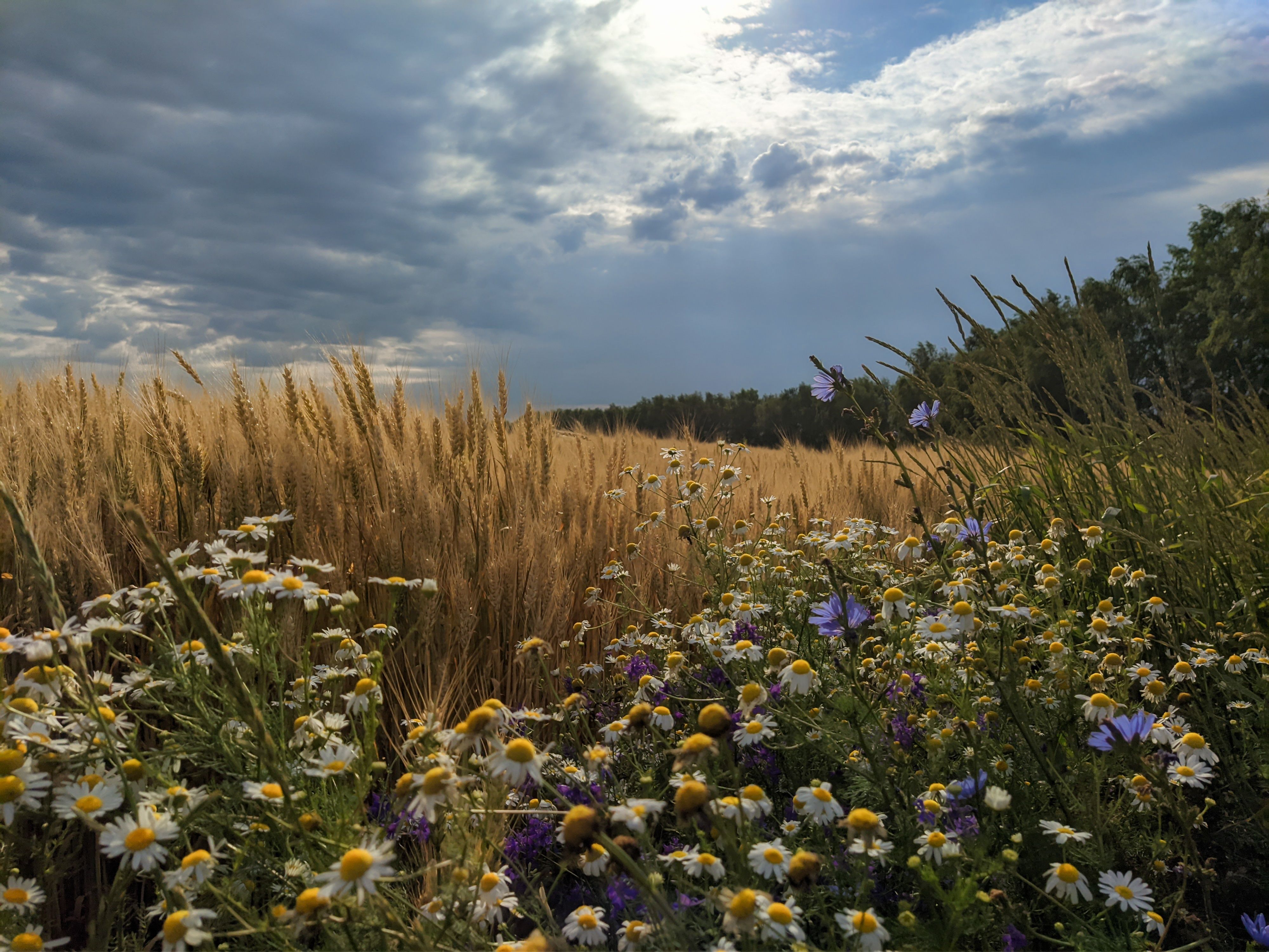 , Светлана Кондрашова