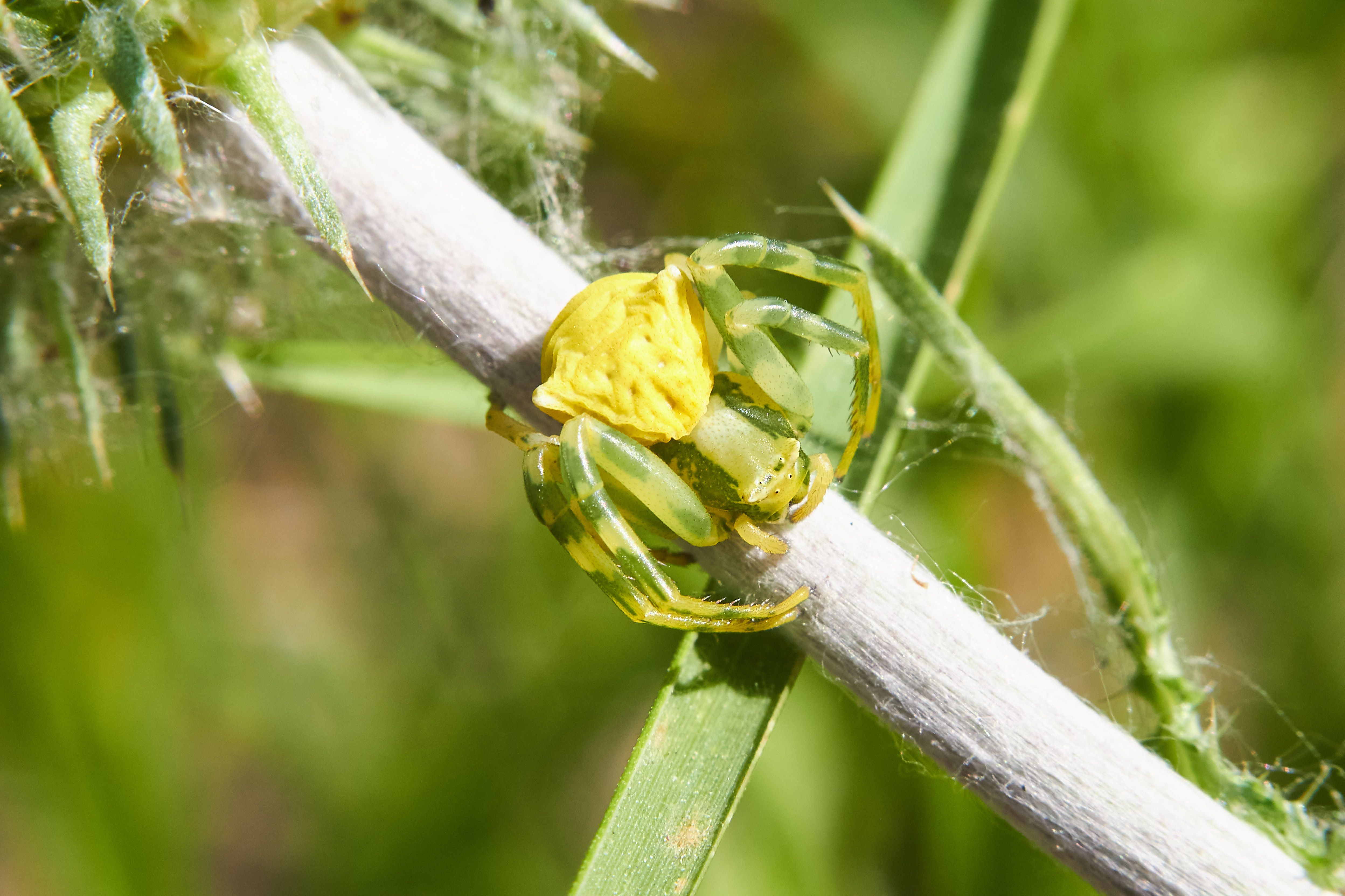 Thomisus onustus, spyder, macro, macro photo, volgograd, russia, wildlife,, Сторчилов Павел