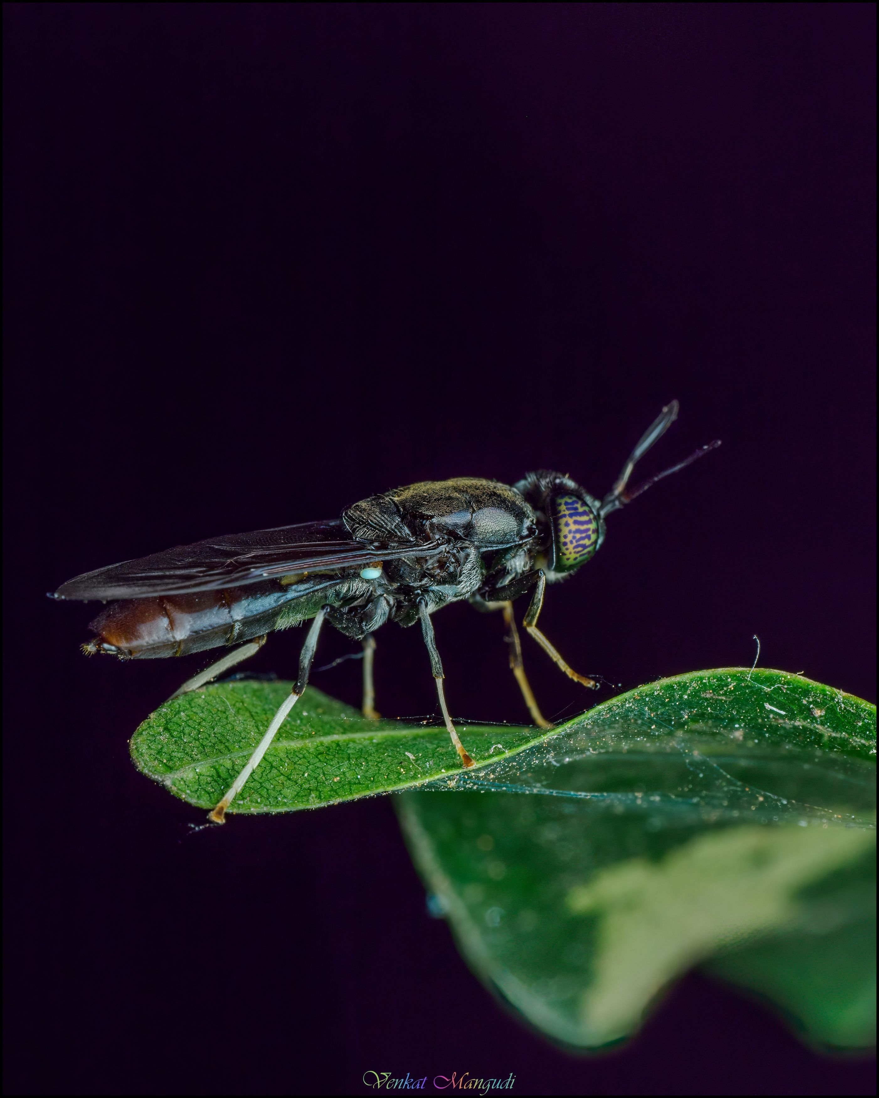 , Venkat Mangudi