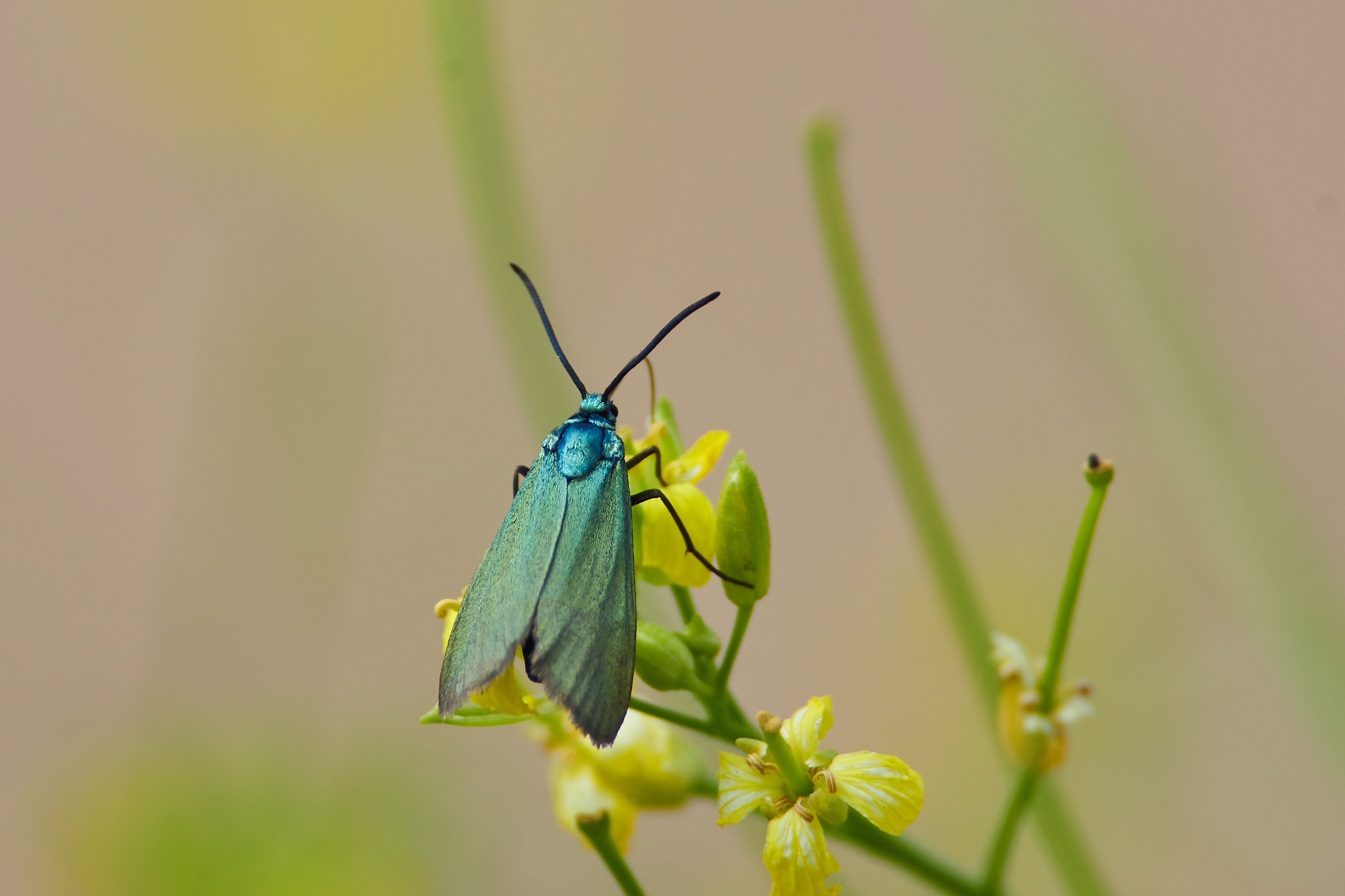 buttefly, volgograd, russia, wildlife,, Сторчилов Павел