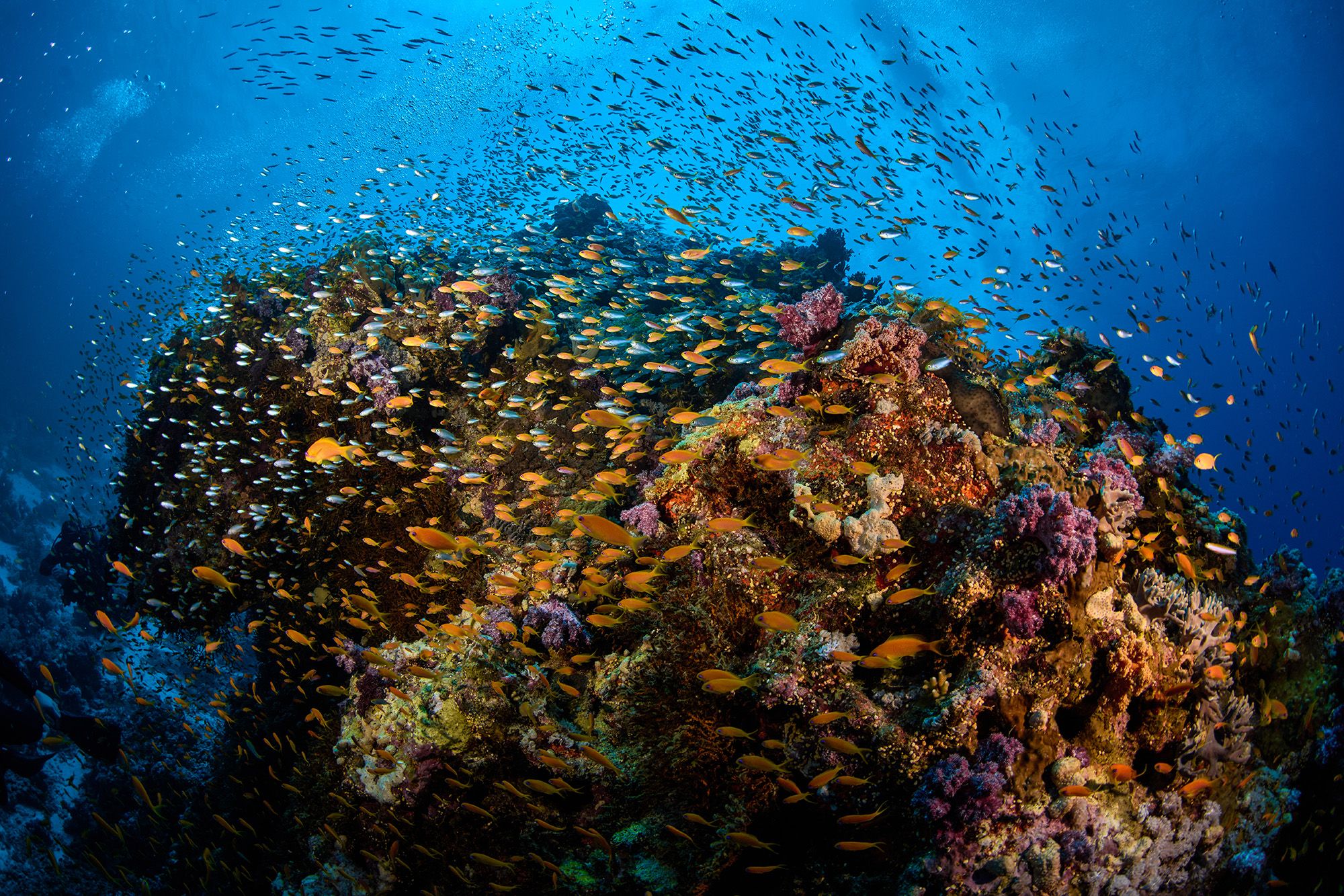 риф, море, подводная фотография, дайвинг, рыбки, PEREPECHAEV PAVEL