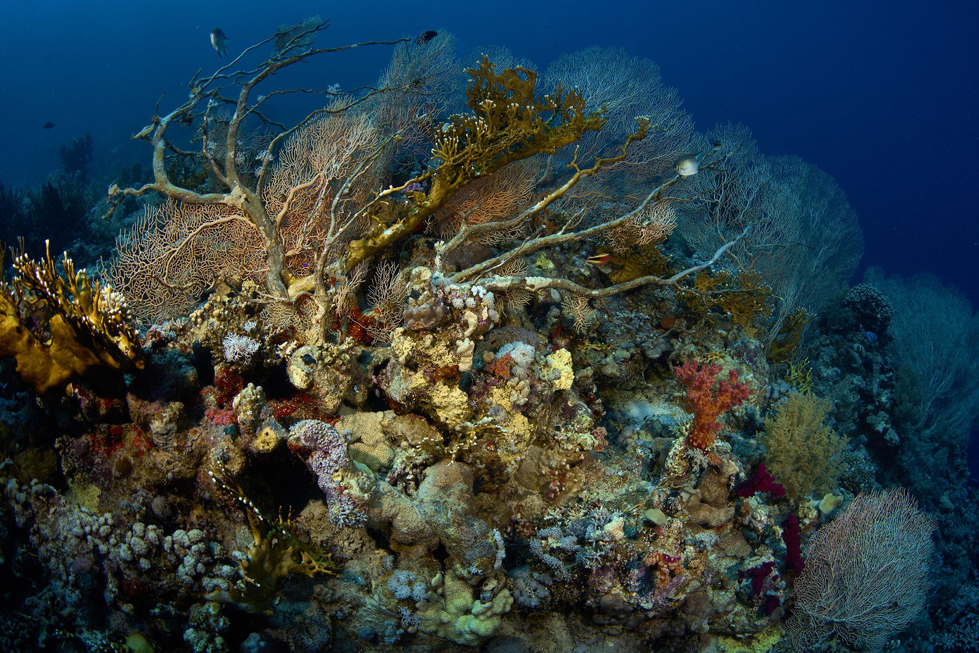 риф, кораллы, подводная фотография, дайвинг, PEREPECHAEV PAVEL